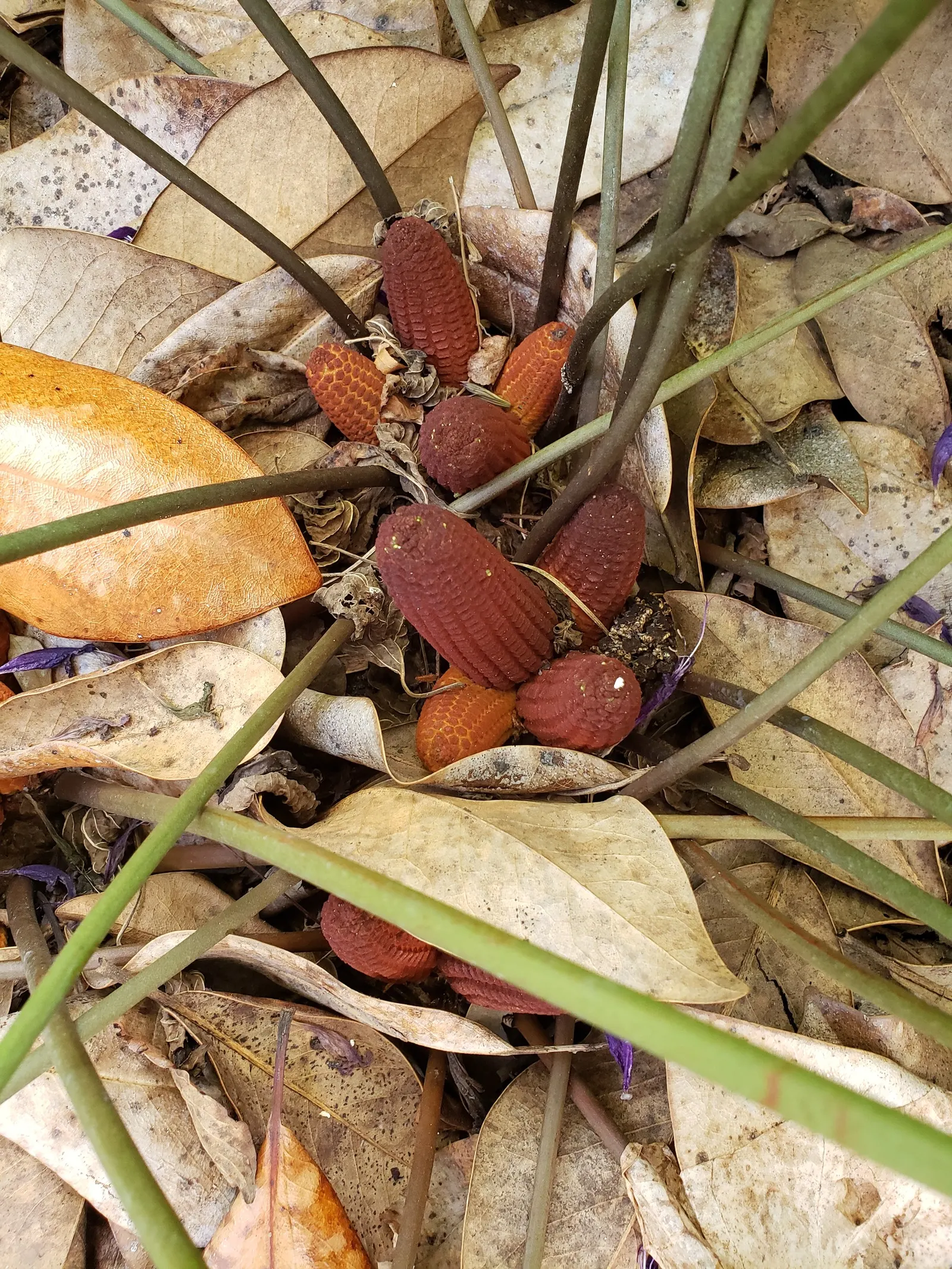 Coontie (Zamia Pumila) — It thrives in partial shade but can also accommodate full sun conditions; always be mindful that all parts of the plant are toxic if