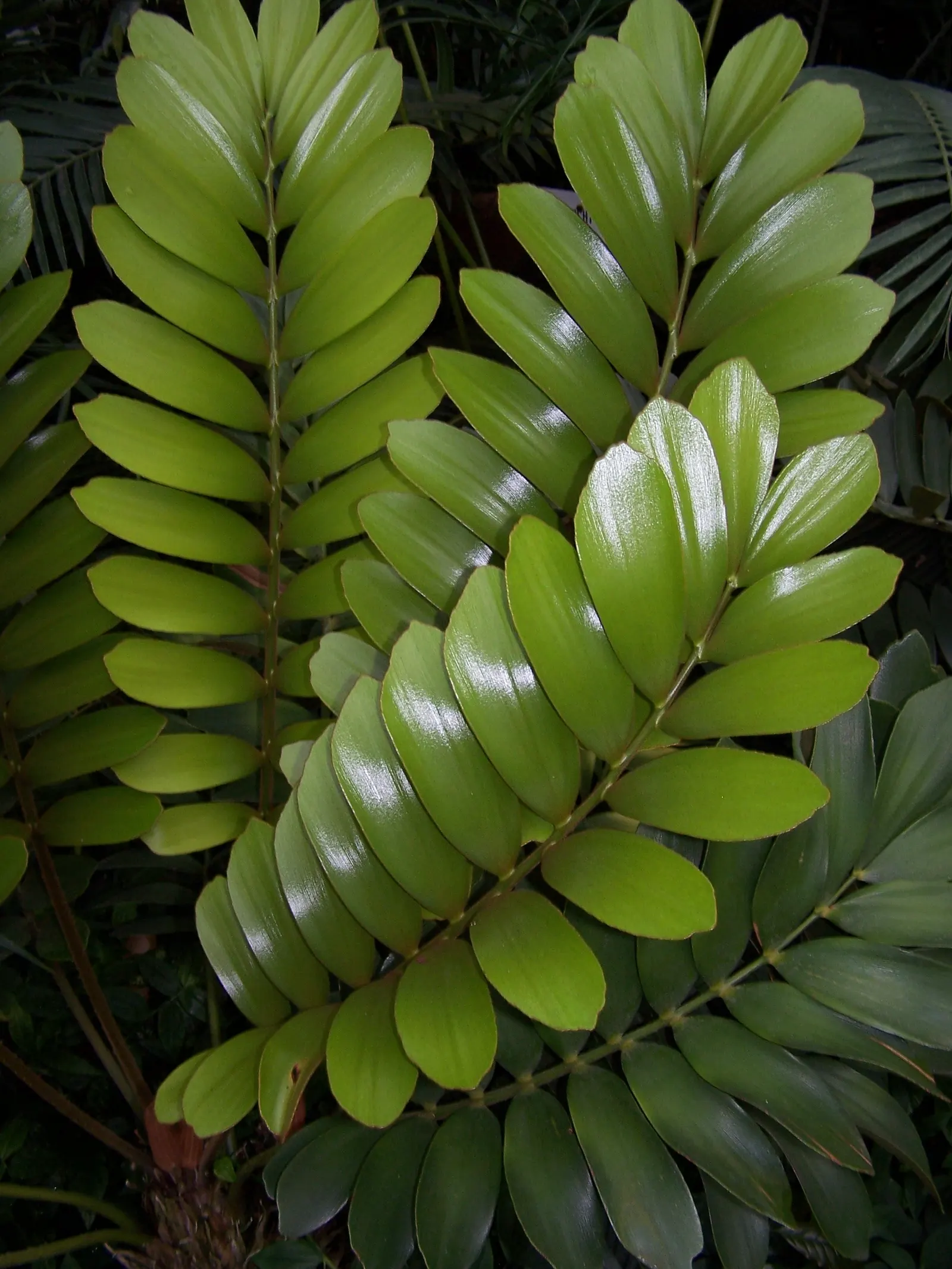 Coontie (Zamia Pumila) — feather-like foliage emanates in a rosette pattern from a central stem