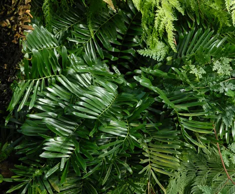 Coontie (Zamia Pumila) — reaching only about 1 to 3 feet in height with a similar spread.<br><br>The Coontie's glossy; zamia pumila prefers well-drained sandy