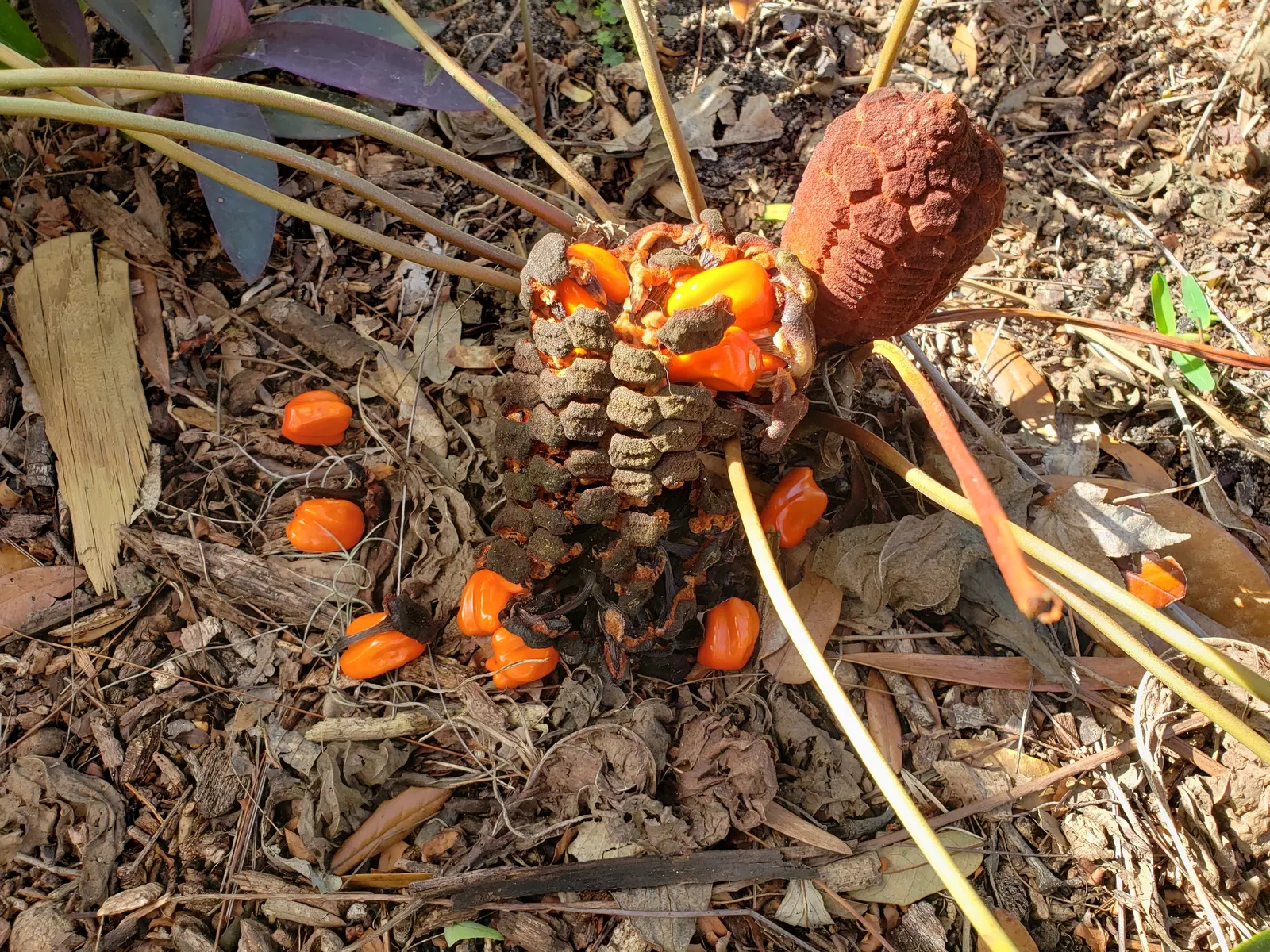 Coontie (Zamia Pumila) — consider its slow growth rate and modest size