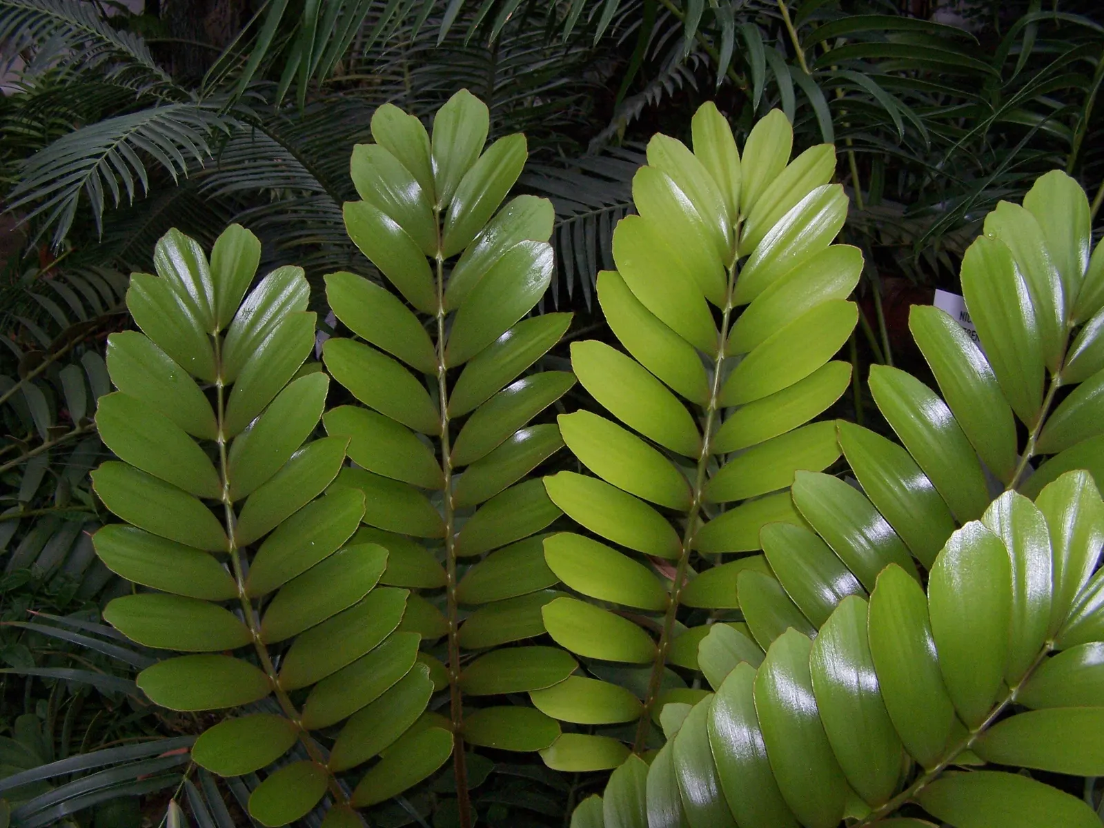 Coontie (Zamia Pumila) — With a hardiness in USDA zones 8b to 11