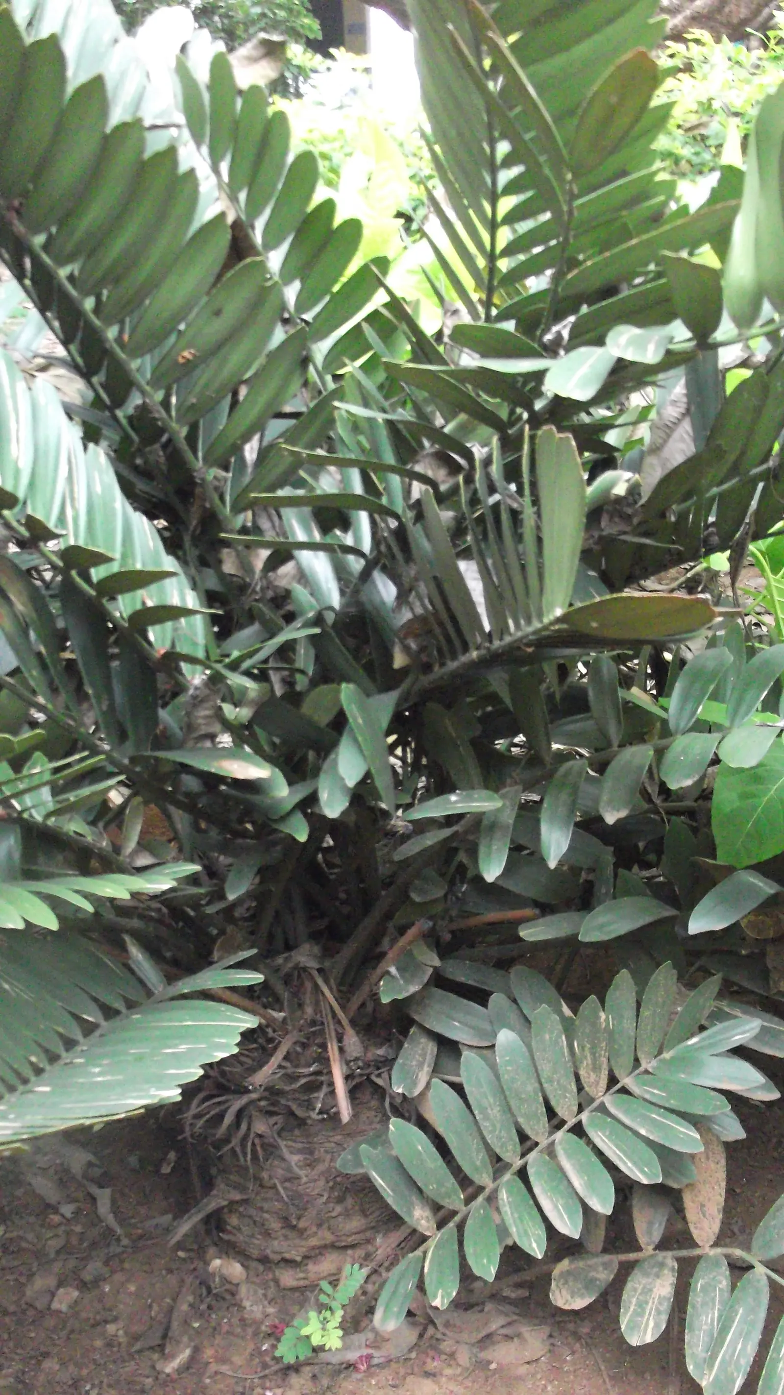 Coontie (Zamia Pumila) — Its ruggedness allows it to thrive in USDA zones 8-11, making it an ideal groundcover or accent plant; palm for full or, image 54