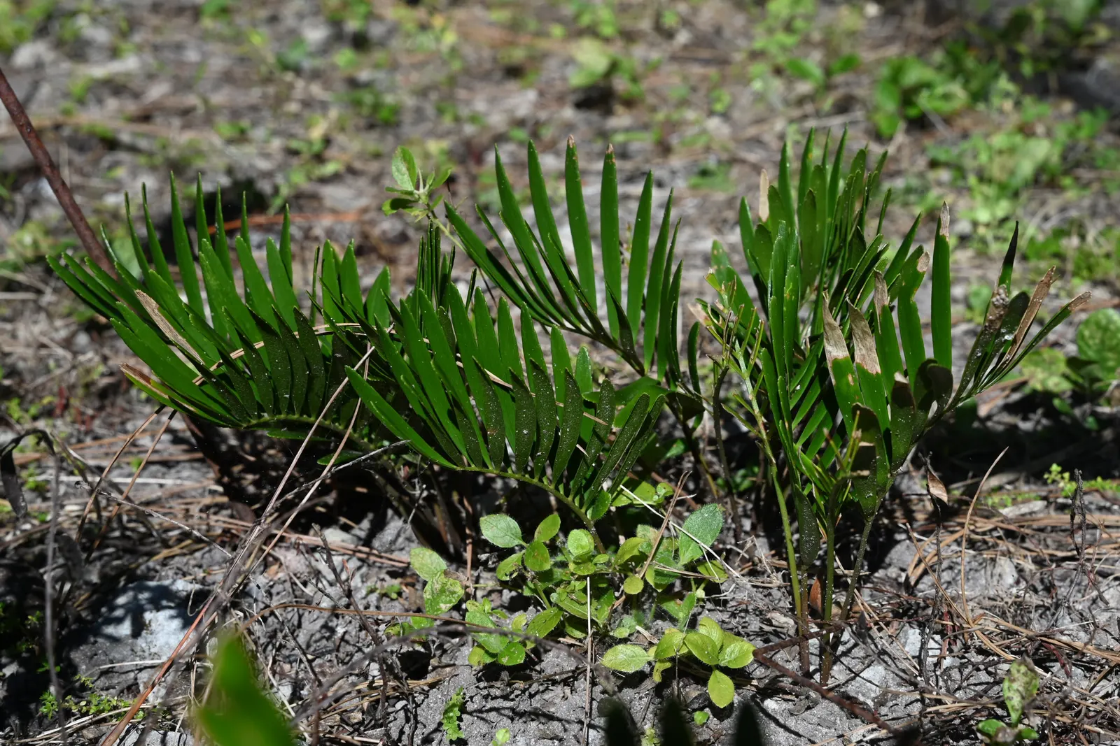 Coontie (Zamia Pumila) — native to the southeastern United States