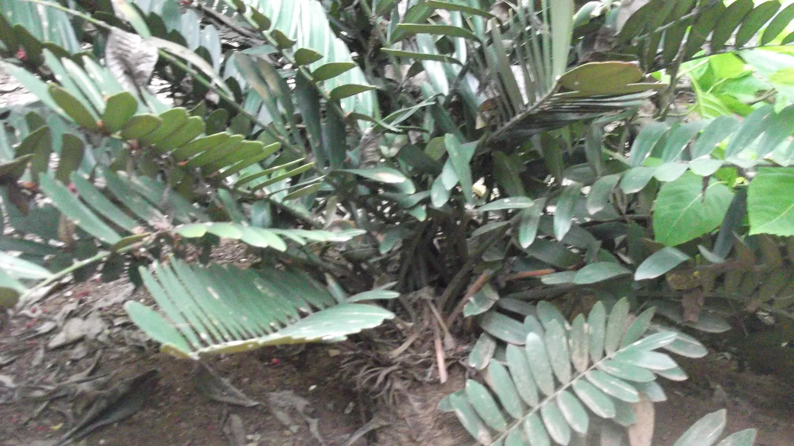 Coontie (Zamia Pumila) — Prefers well-drained soil with partial to full sun exposure; scientifically known as Zamia pumila, image 55