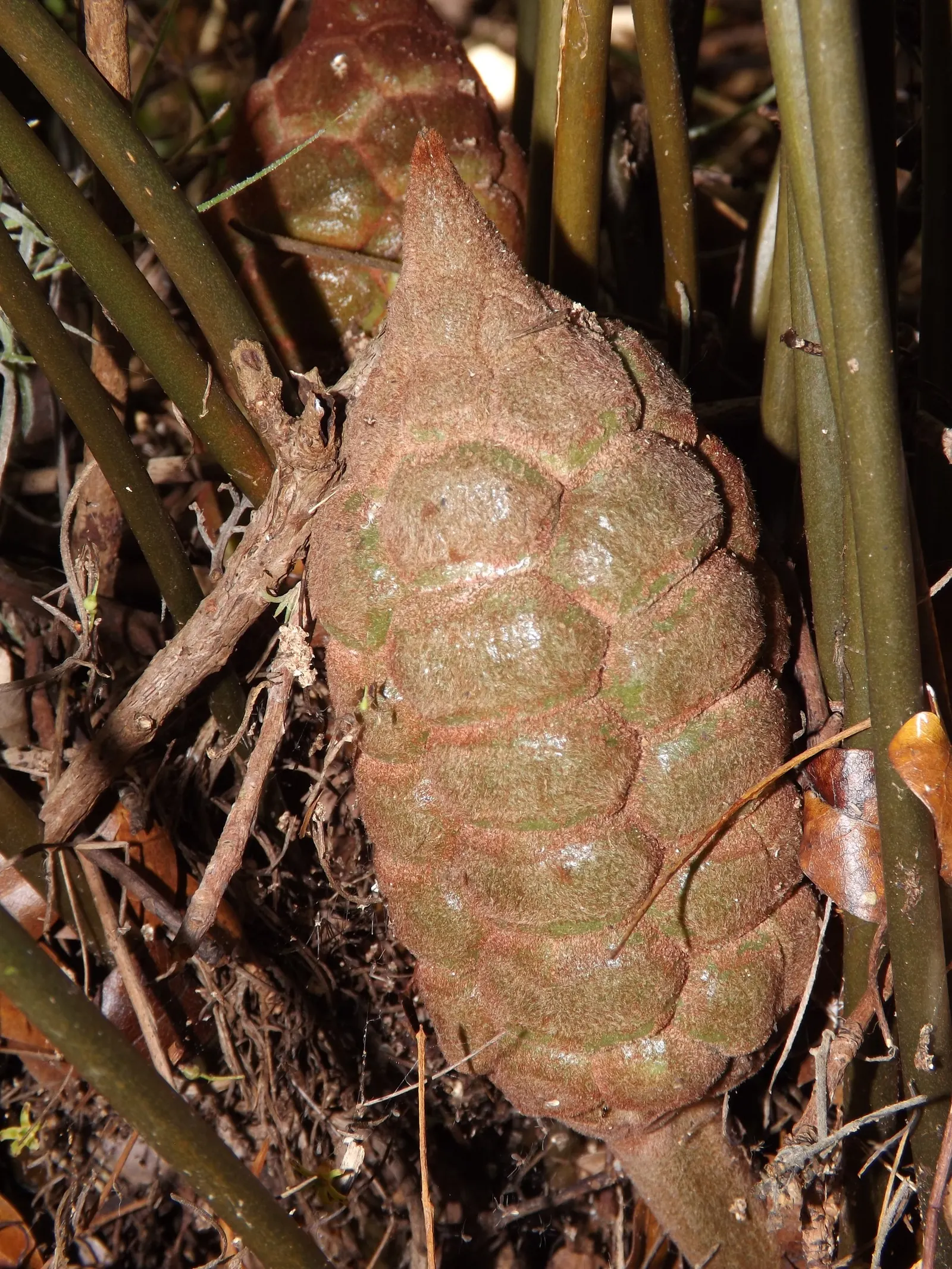 Coontie (Zamia Pumila) — Always be mindful that all parts of the plant are toxic if ingested; endemic to the southeastern United States