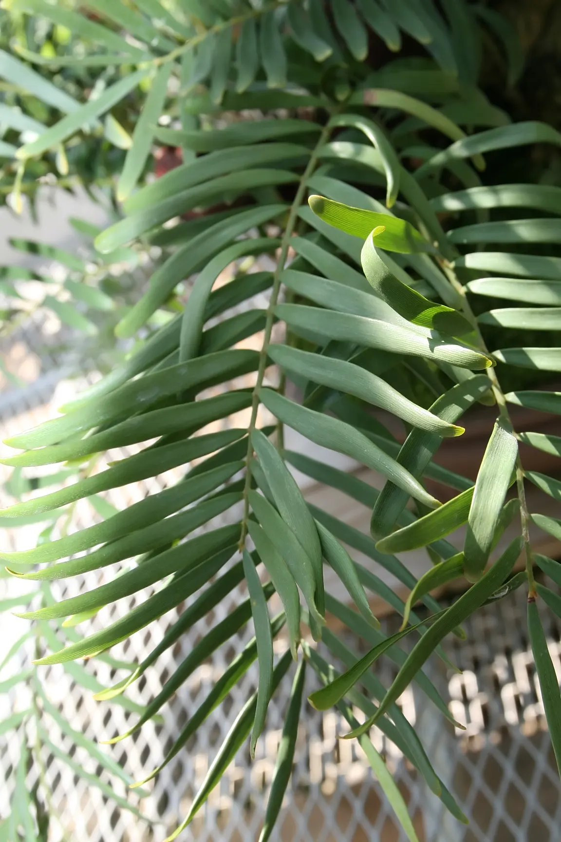 Coontie (Zamia Pumila) — scientifically known as Zamia pumila; it functions well as a ground cover or a foundation plant
