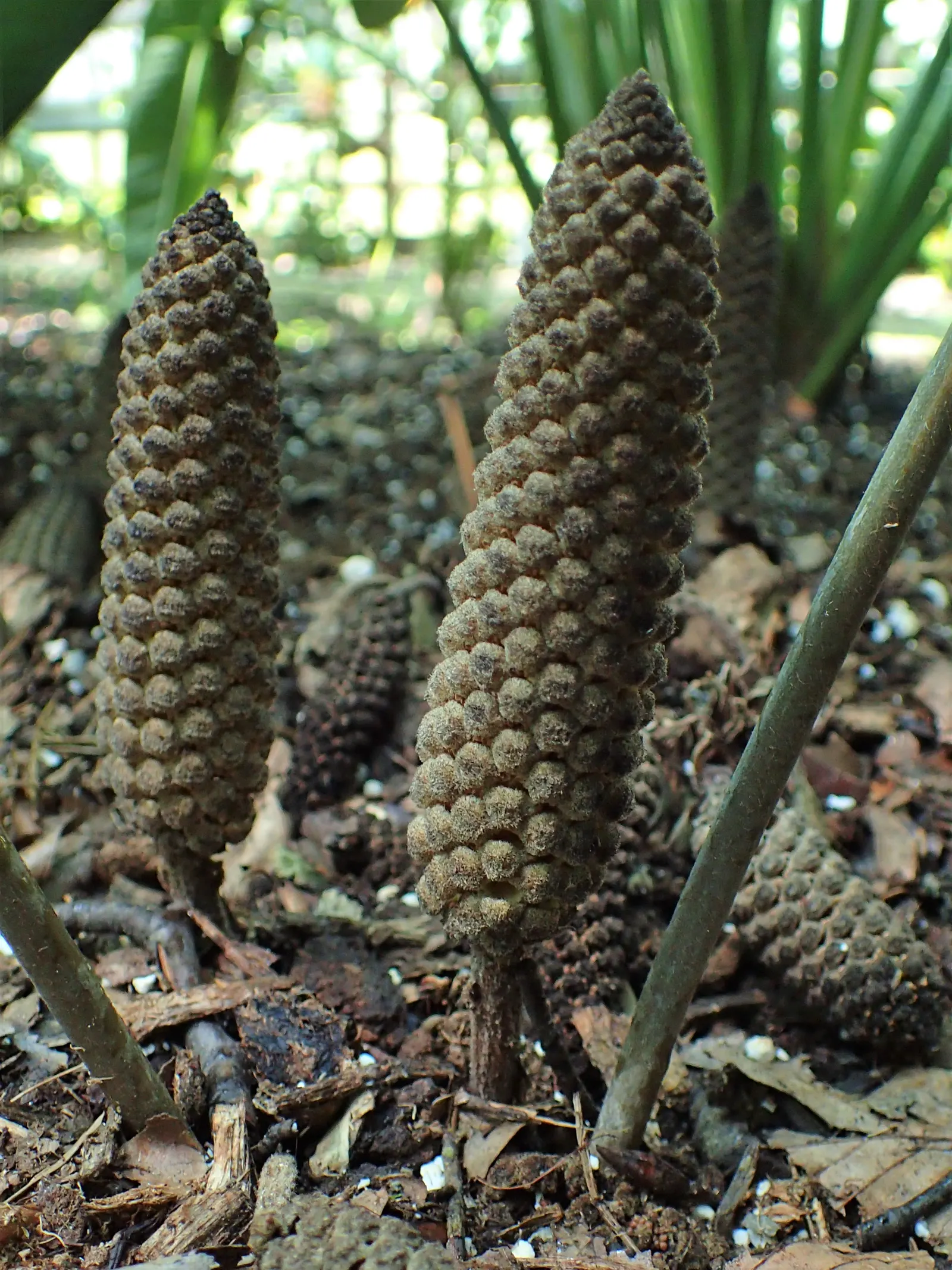Coontie (Zamia Pumila) — Tolerates drought once established; contributing to an elegant and lush appearance.<br><br>As a dioecious species, image 56