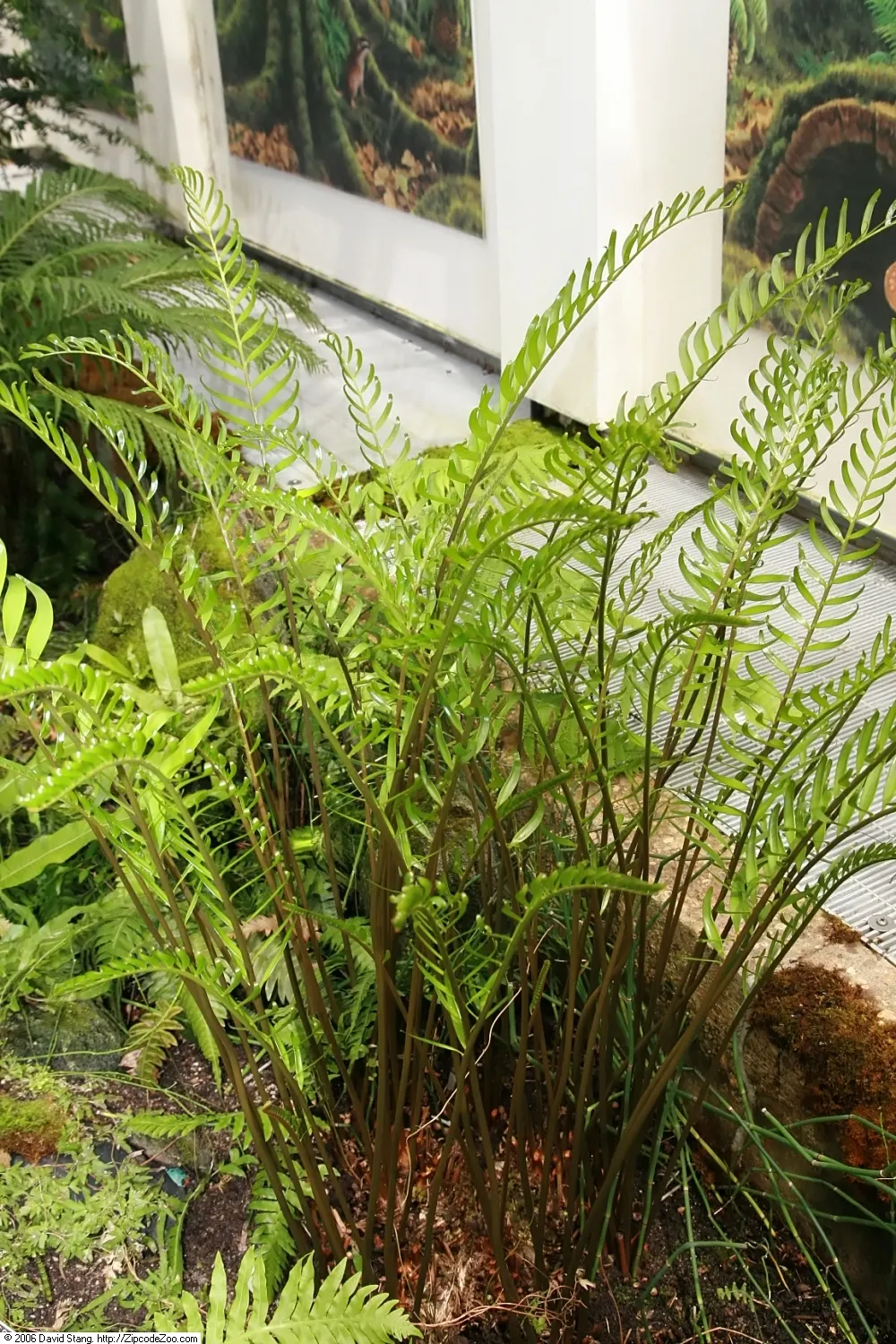 Coontie (Zamia Pumila) — Male cones are narrow and cylindrical, about 2 to 4 inches long, whereas female cones are broader and shorter; this resilient