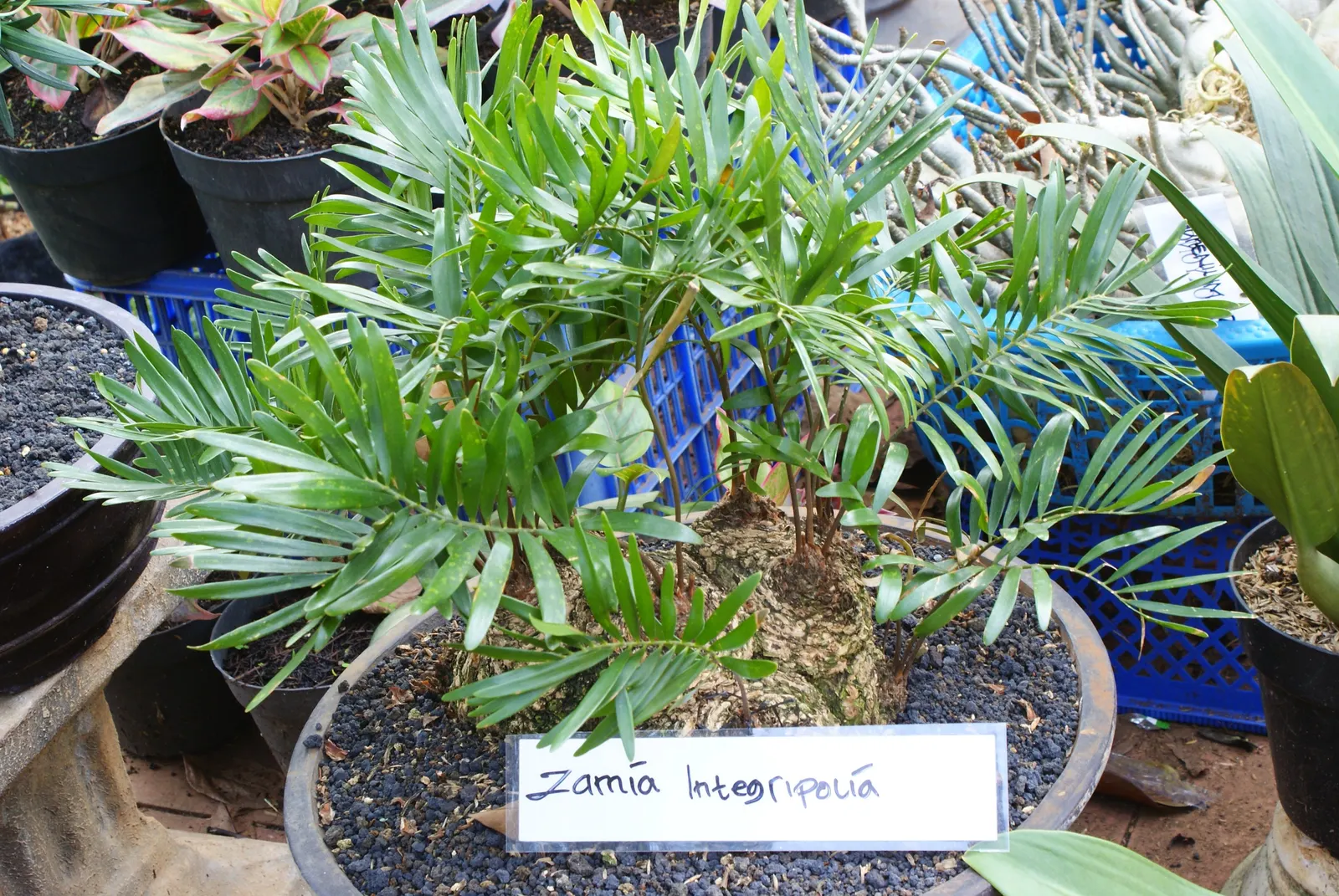 Coontie (Zamia Pumila) — native to the southeastern United States; its ruggedness allows it to thrive in USDA zones 8-11, making it an ideal, image 51