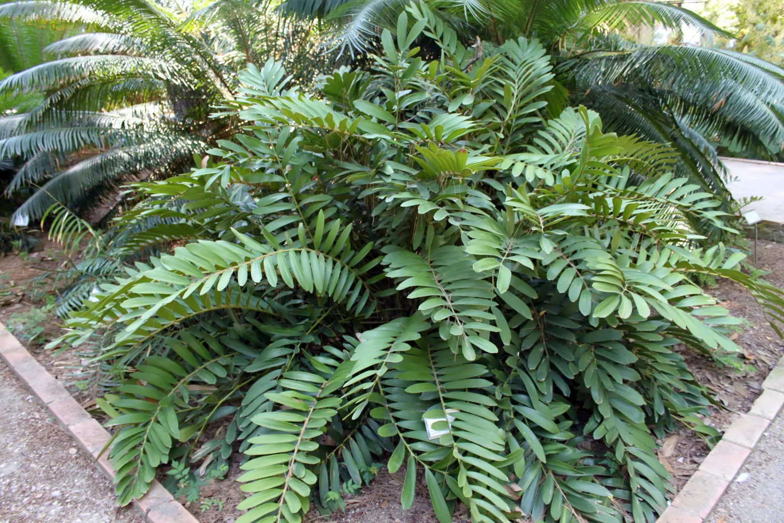 Coontie (Zamia Pumila) — Zamia pumila prefers well-drained sandy soil and can tolerate drought once established