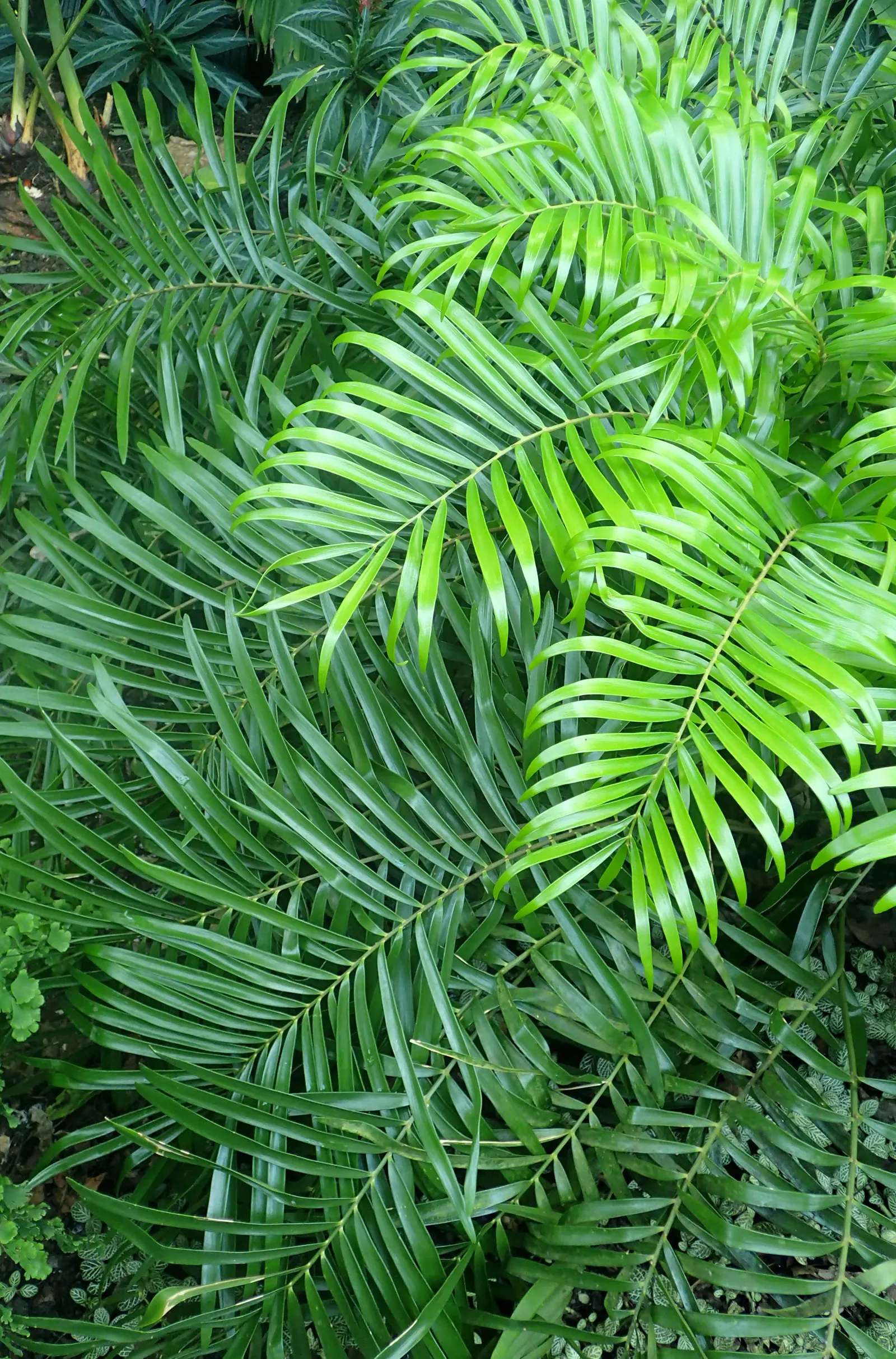 Coontie (Zamia Pumila) — scientifically known as Zamia pumila; it functions well as a ground cover or a foundation plant, image 57