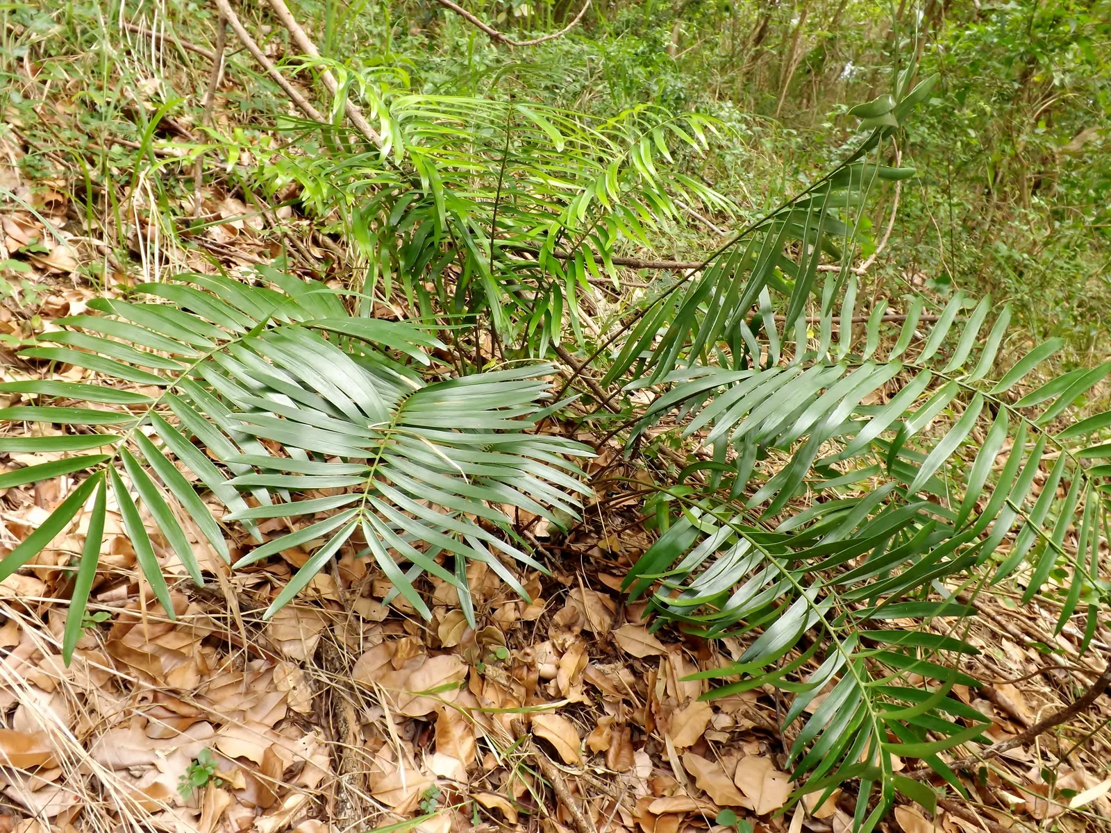 Coontie (Zamia Pumila) — reaching 1-3 feet in height with a similar spread; it thrives in partial shade but can also accommodate full sun conditions, image 53