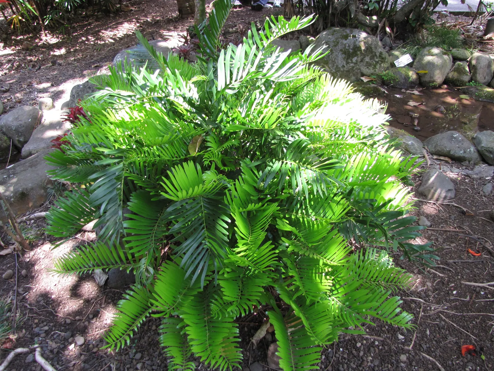 Coontie (Zamia Pumila) — It functions well as a ground cover or a foundation plant; with a hardiness in USDA zones 8b to 11