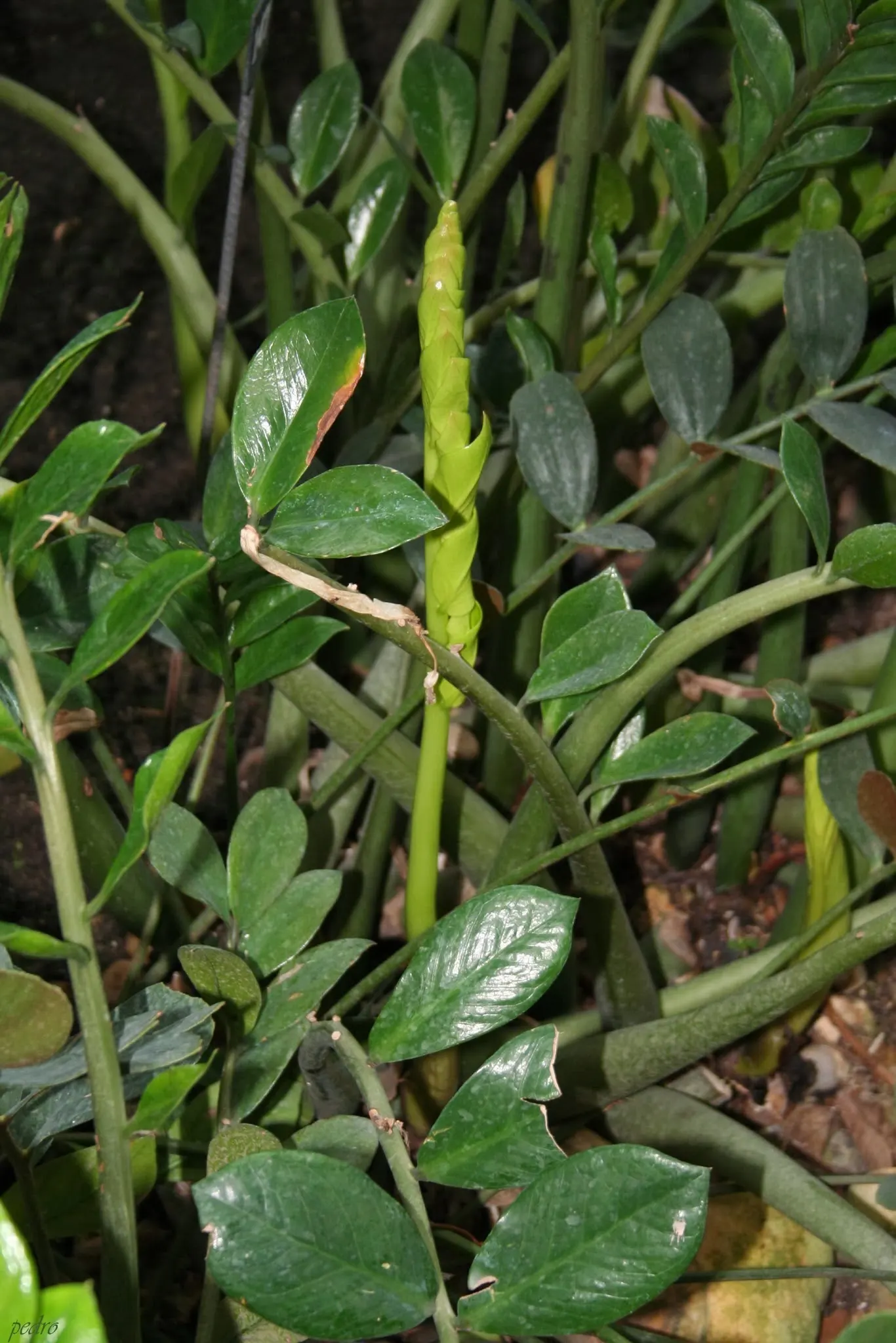 Coontie (Zamia Pumila) — separate male and female plants are required for reproduction; this perennial shrub features feather-like