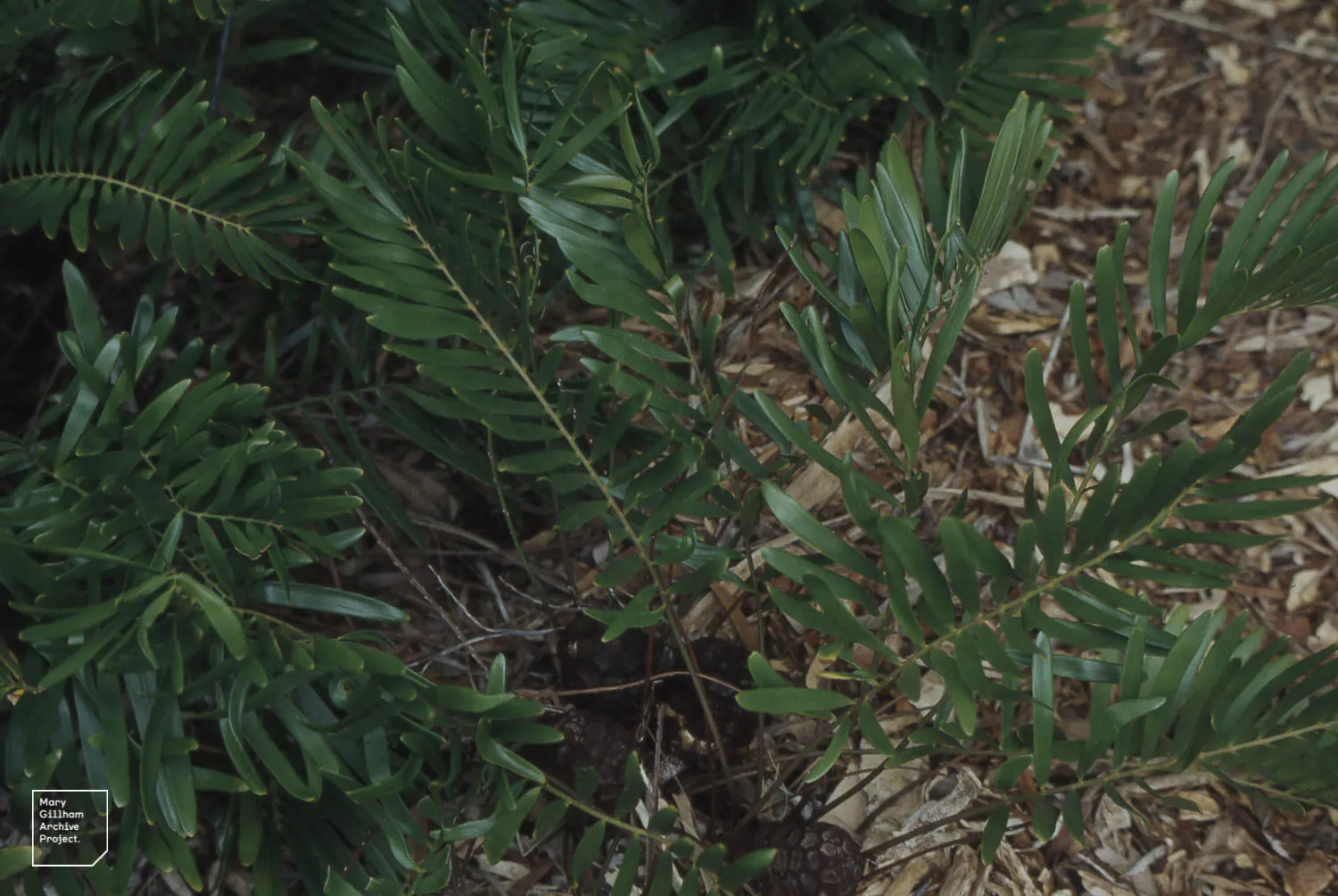 Coontie (Zamia Pumila) — reaching 1-3 feet in height with a similar spread; it thrives in partial shade but can also accommodate full sun conditions