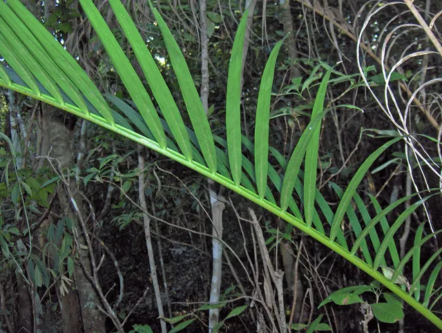 Coontie (Zamia Pumila) — It thrives in partial shade but can also accommodate full sun conditions