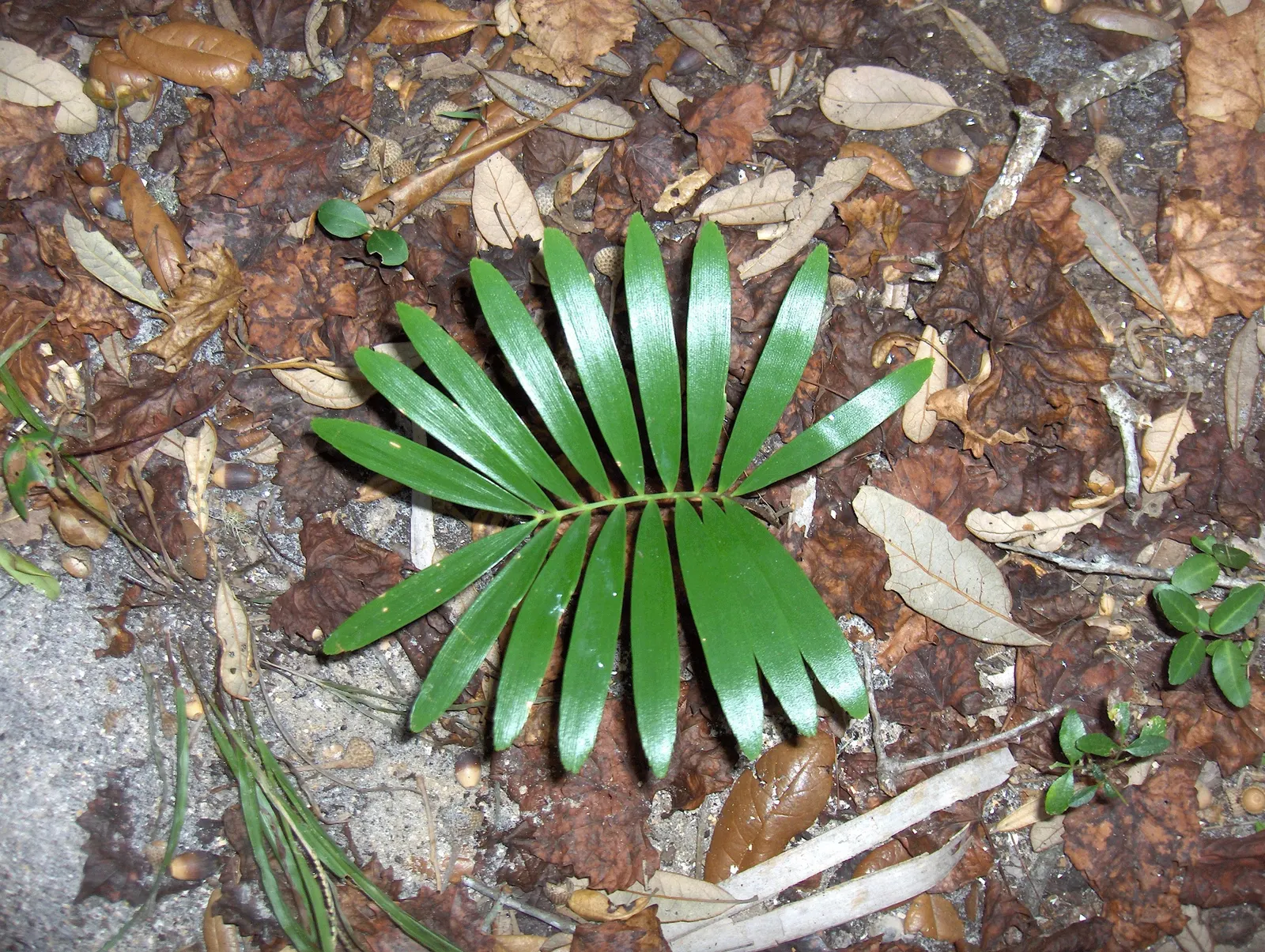 Coontie (Zamia Pumila) — Male cones are narrow and cylindrical, about 2 to 4 inches long, whereas female cones are broader and shorter