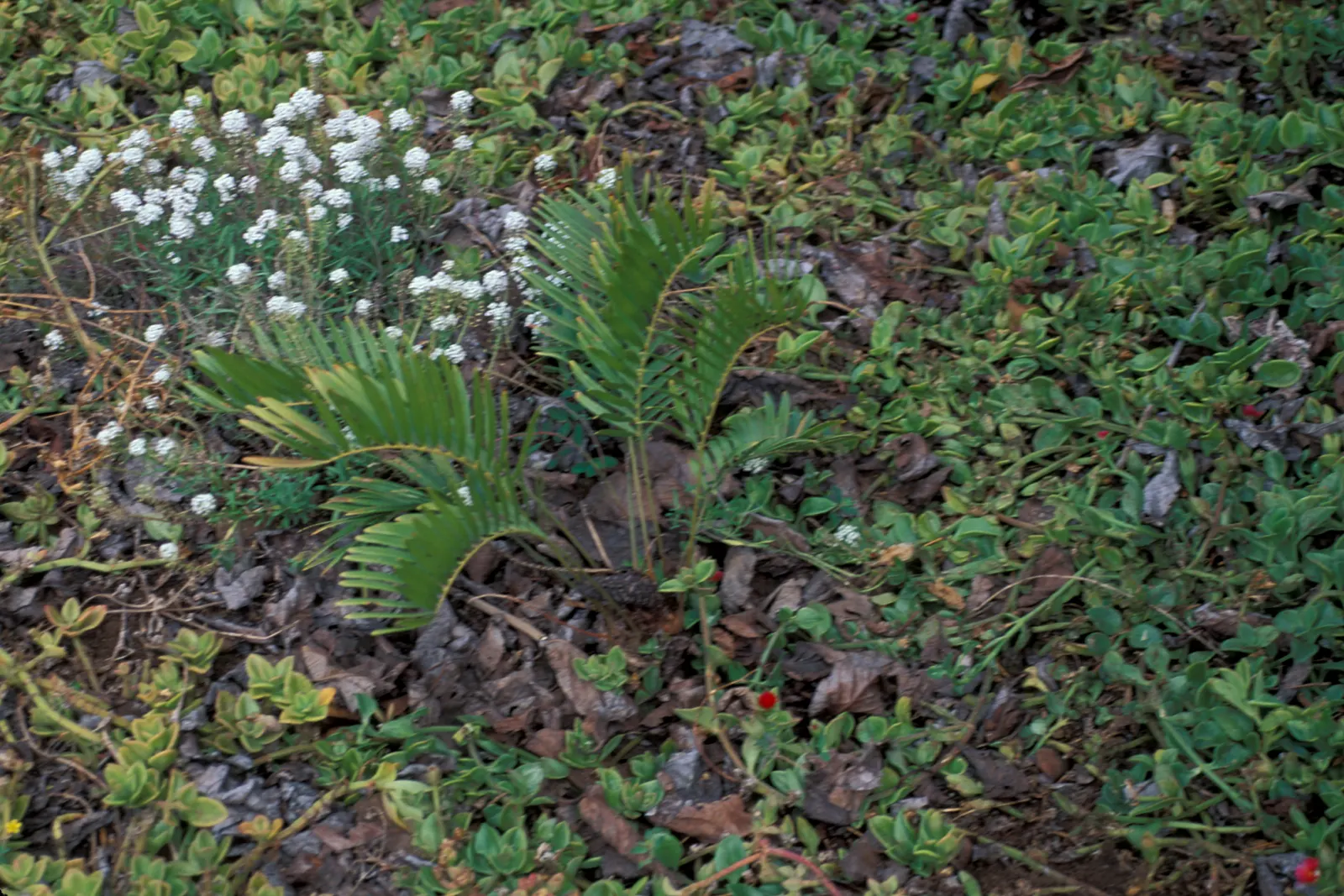Coontie (Zamia Pumila) — this resilient evergreen plant presents as a low-growing and attractive addition to your garden; reaching only about 1 to, image 59