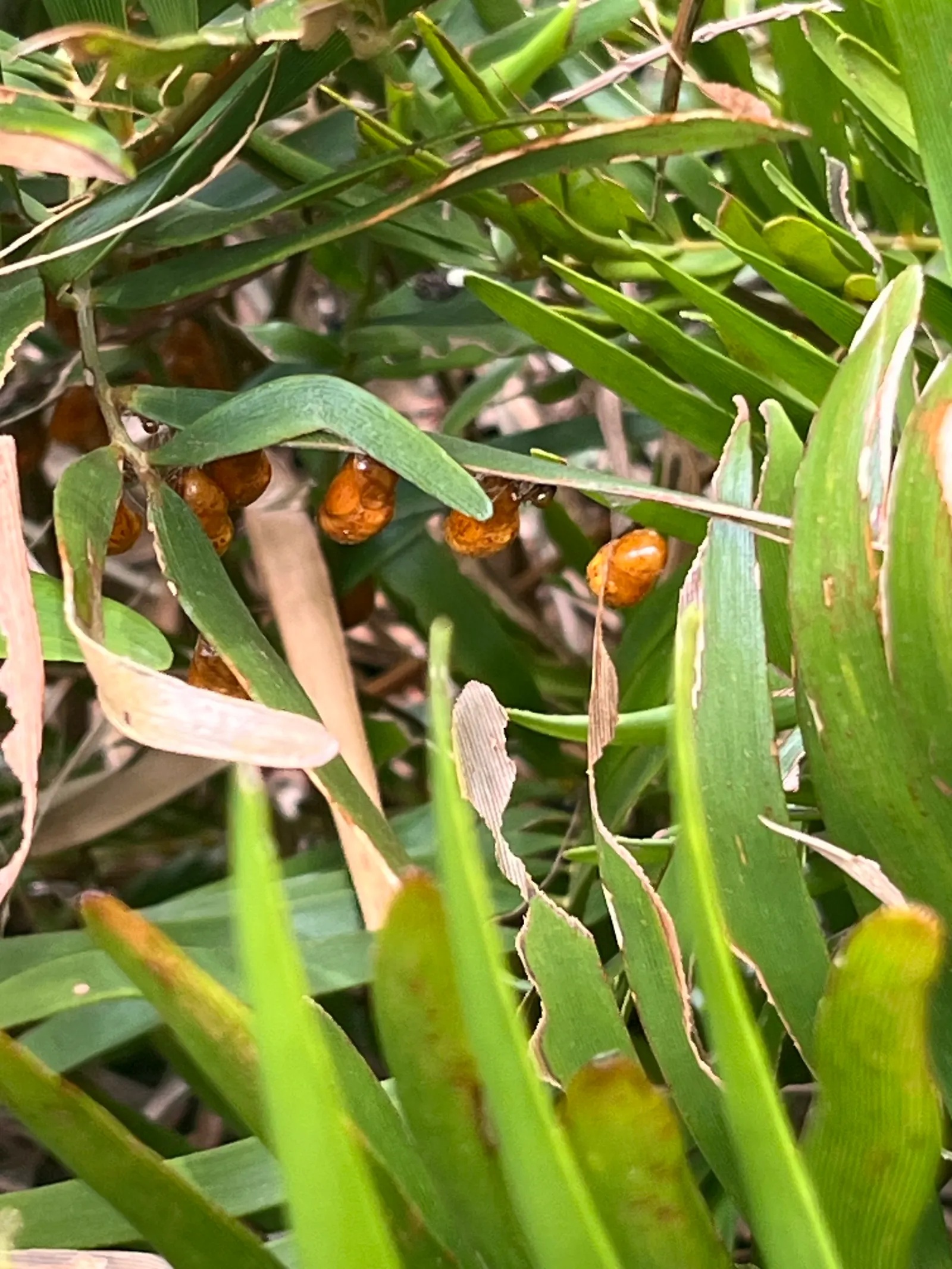 Coontie (Zamia Pumila) — sometimes with a slight bluish tinge, image 38