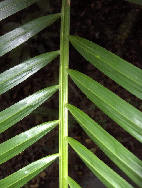 Coontie (Zamia Pumila) — so careful placement is advised in areas with pets or children
