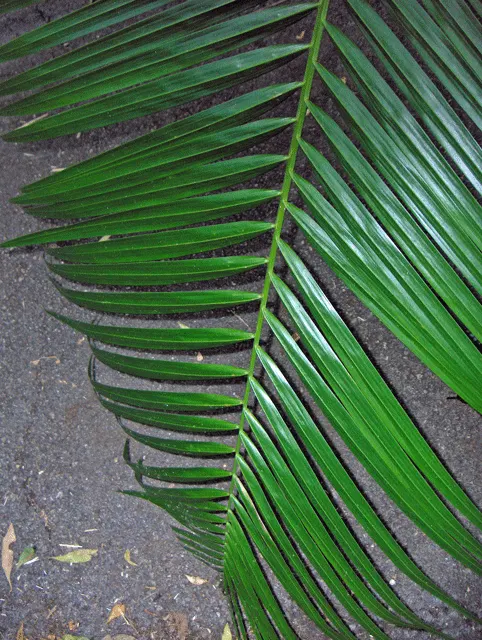 Coontie (Zamia Pumila) — Its ruggedness allows it to thrive in USDA zones 8-11, making it an ideal groundcover or accent plant