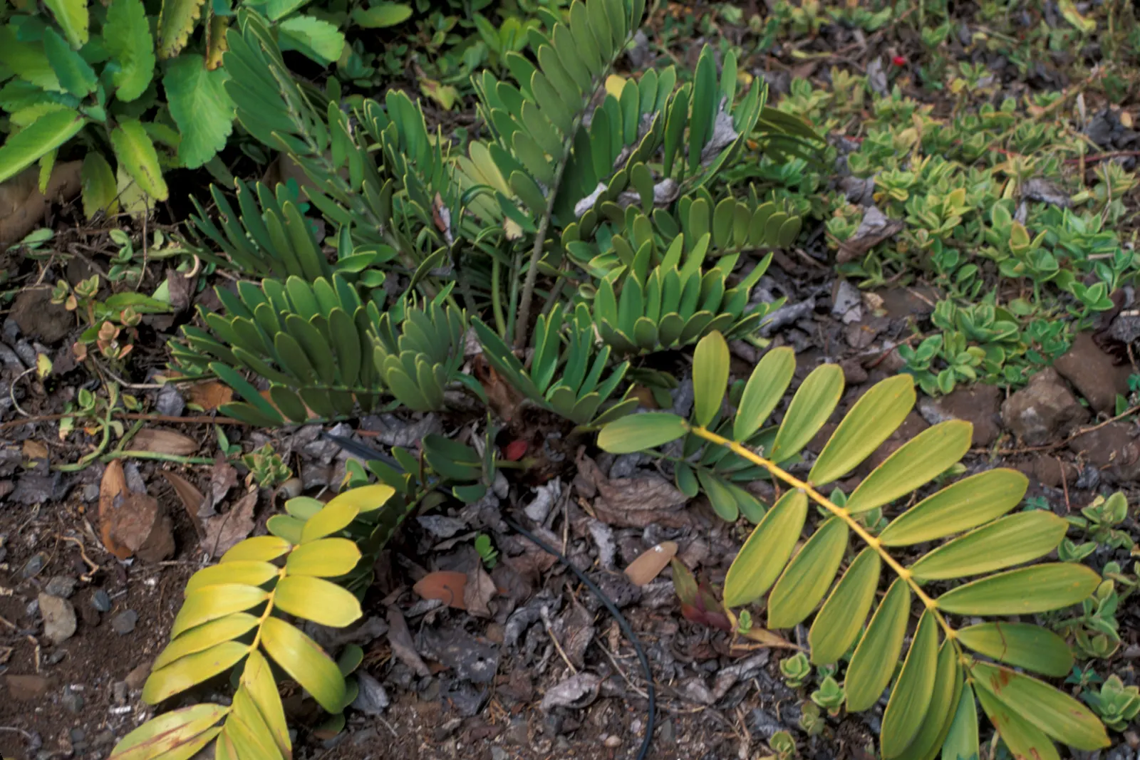 Coontie (Zamia Pumila) — Tolerates drought once established; contributing to an elegant and lush appearance.<br><br>As a dioecious species