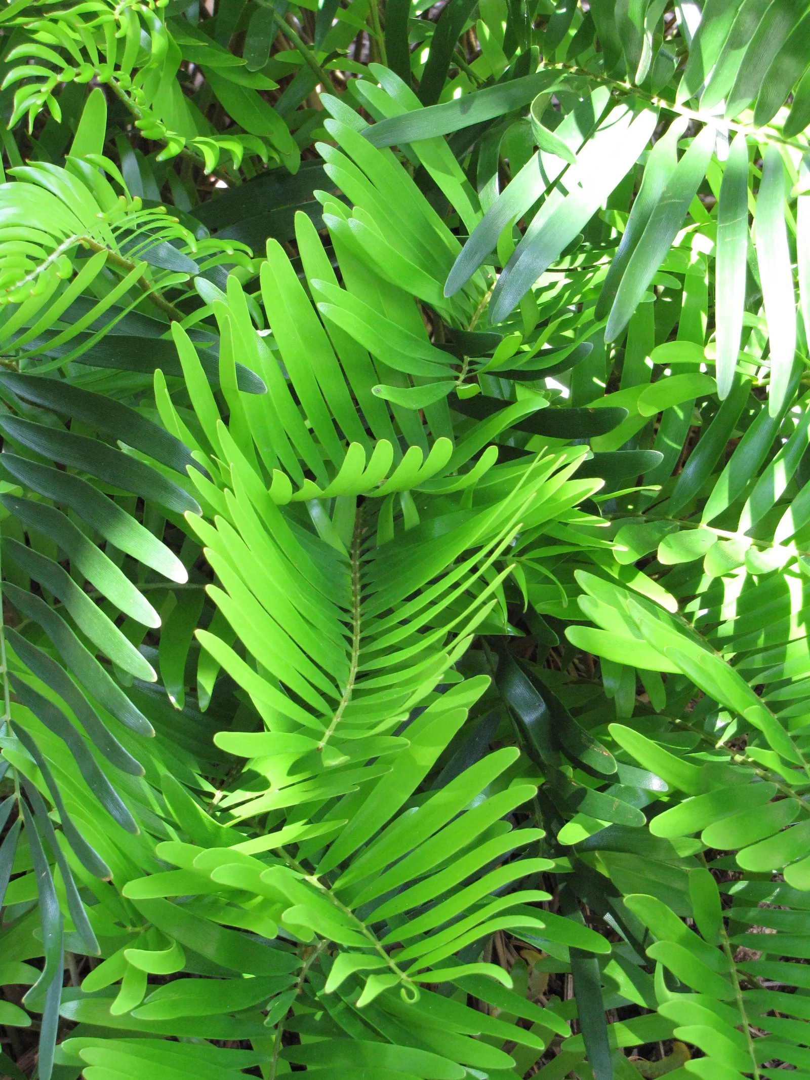 Coontie (Zamia Pumila) — palm for full or half; and its prehistoric charm can be highlighted along pathways or in rock gardens