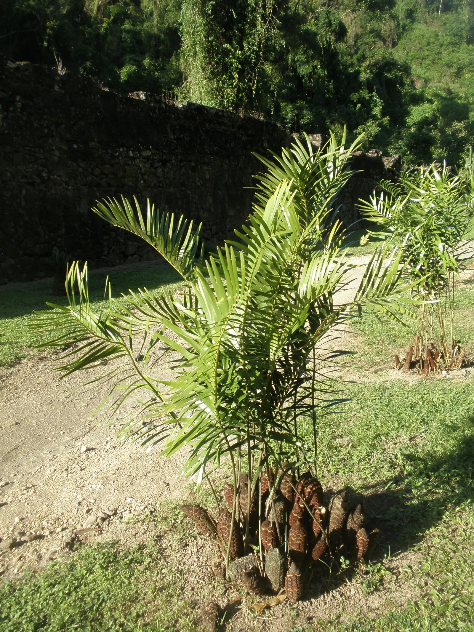Coontie (Zamia Pumila) — It functions well as a ground cover or a foundation plant