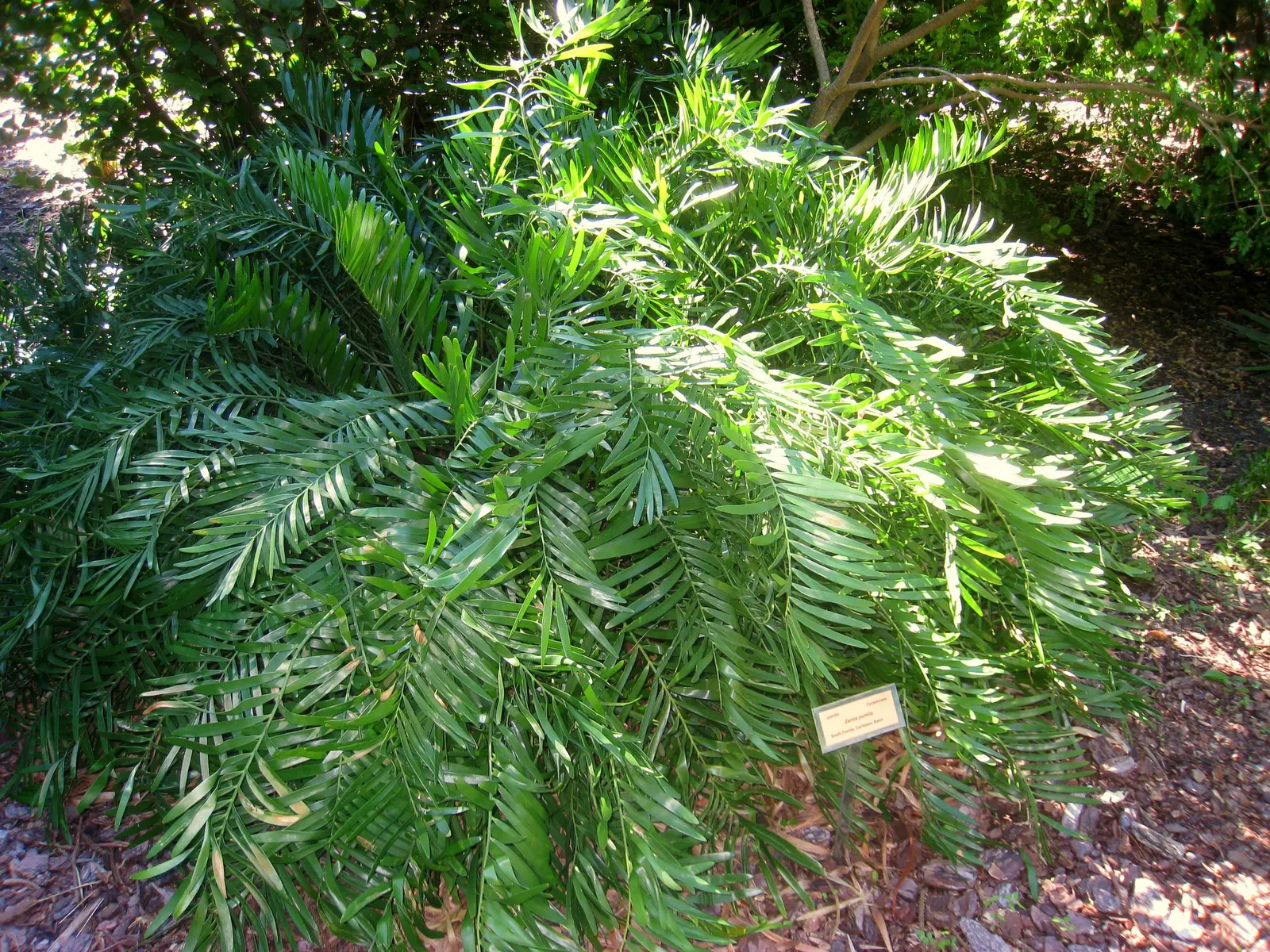 Coontie (Zamia Pumila) — Endemic to the southeastern United States; reaching 1-3 feet in height with a similar spread