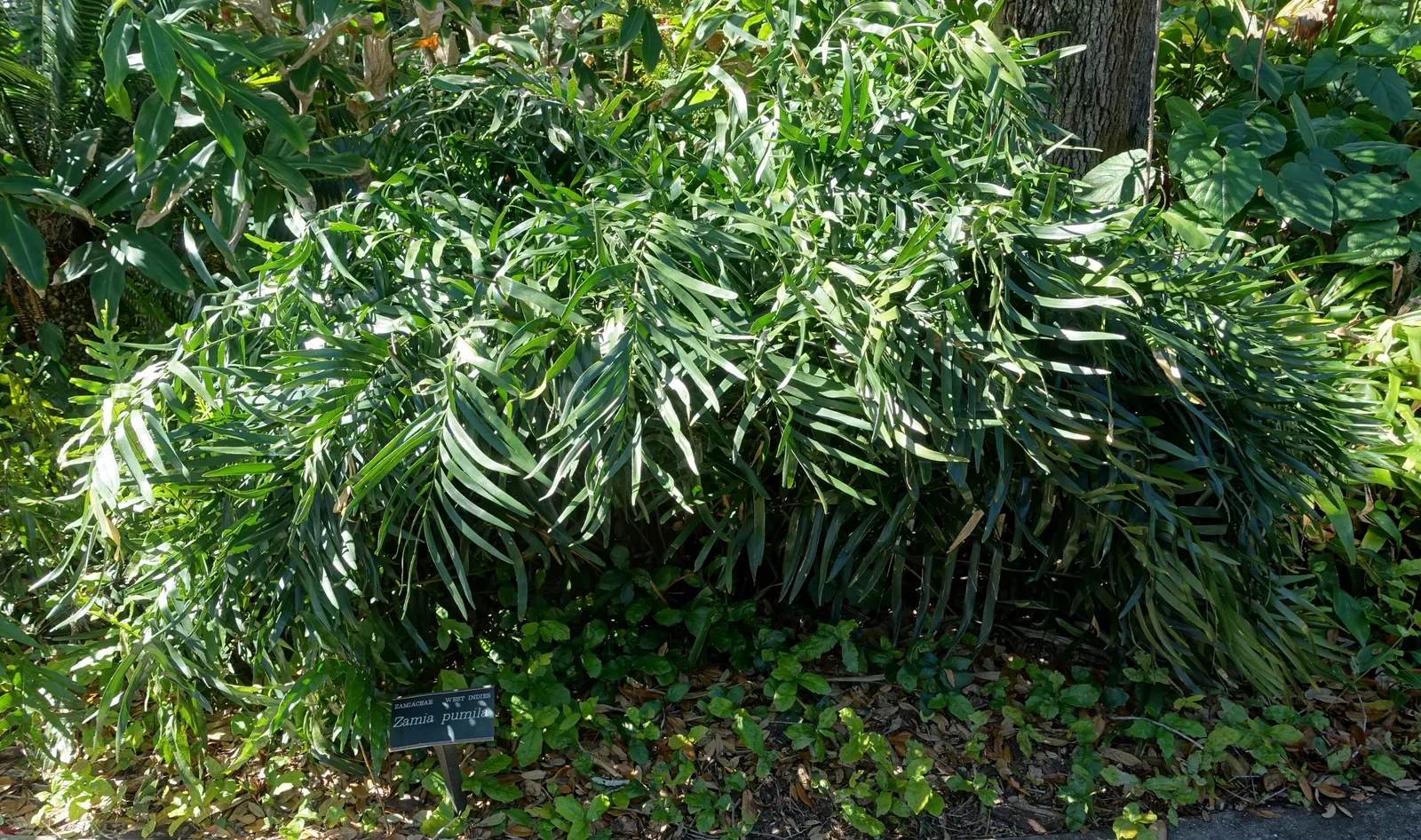 Coontie (Zamia Pumila) — native to the southeastern United States; its ruggedness allows it to thrive in USDA zones 8-11, making it an ideal groundcover or