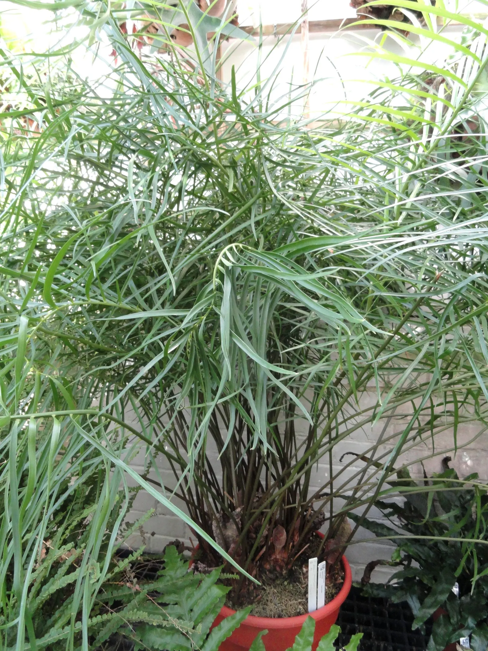 Coontie (Zamia Pumila) — reaching 1-3 feet in height with a similar spread