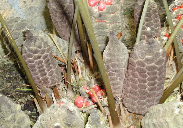 Coontie (Zamia Pumila) — this resilient evergreen plant presents as a low-growing and attractive addition to your garden