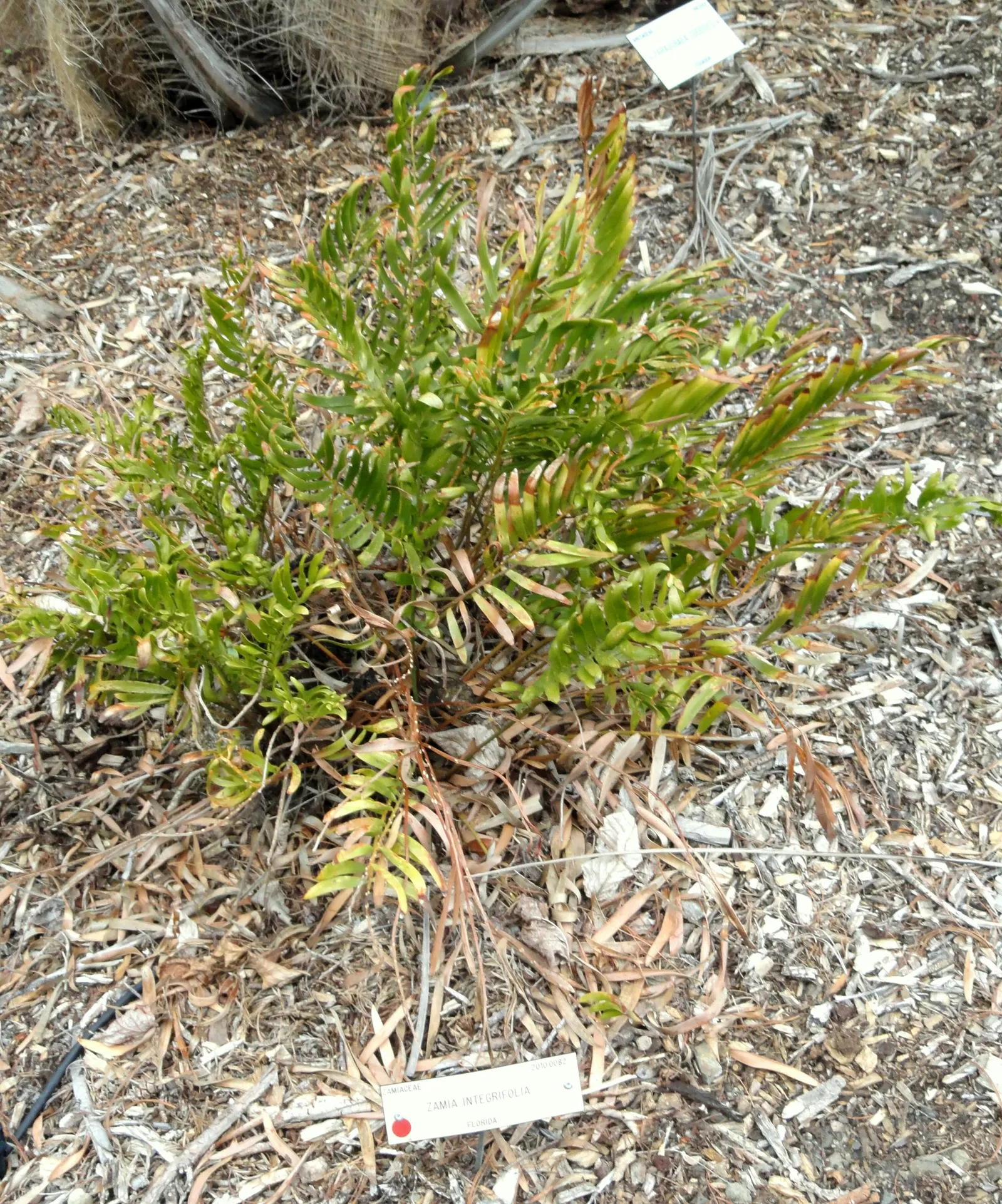Coontie (Zamia Pumila) — Endemic to the southeastern United States; reaching 1-3 feet in height with a similar spread, image 58