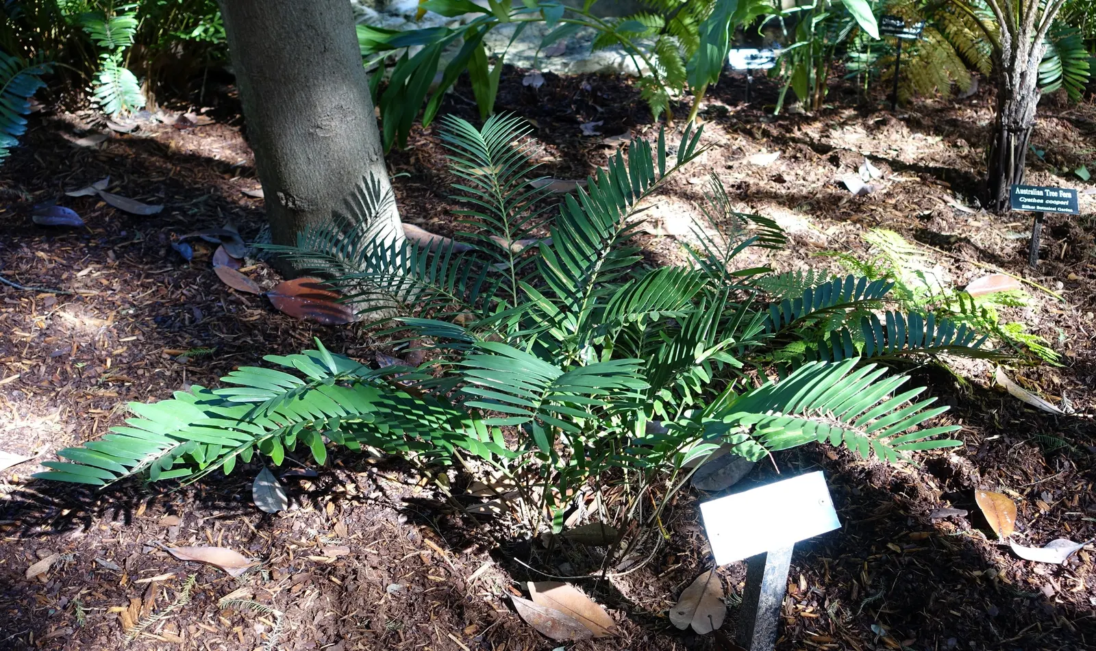 Coontie (Zamia Pumila) — Always be mindful that all parts of the plant are toxic if ingested