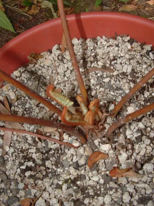 Coontie (Zamia Pumila) — Prefers well-drained soil with partial to full sun exposure