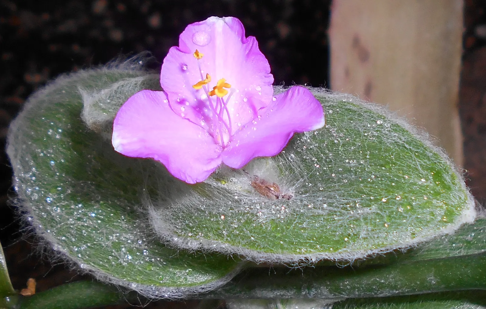 Cobweb Spiderwort (Tradescantia Sillamontana) — is a perennial succulent reaching 12-18 inches in height and width