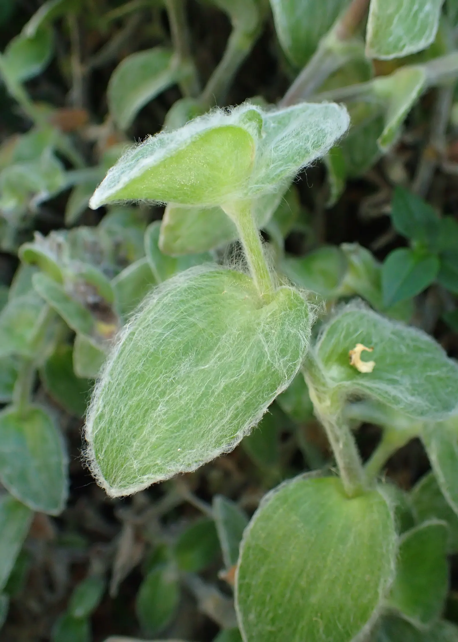 Cobweb Spiderwort (Tradescantia Sillamontana) — is a distinctive perennial plant that brings an exotic touch to any landscape design