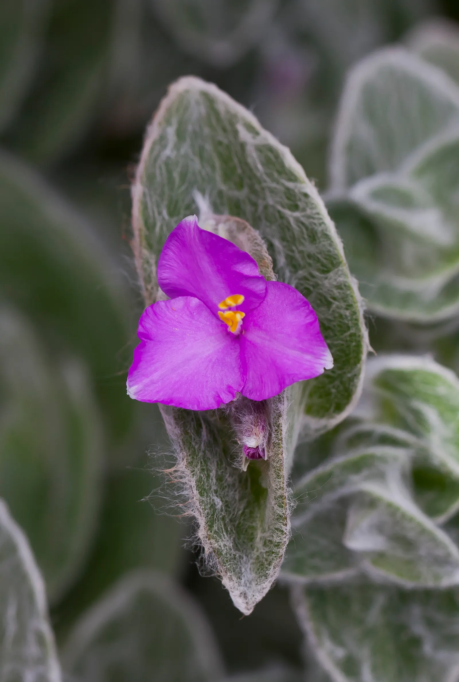 Cobweb Spiderwort (Tradescantia Sillamontana) — consider placing the Cobweb Spiderwort where its unique foliage can be appreciated; it also has the added
