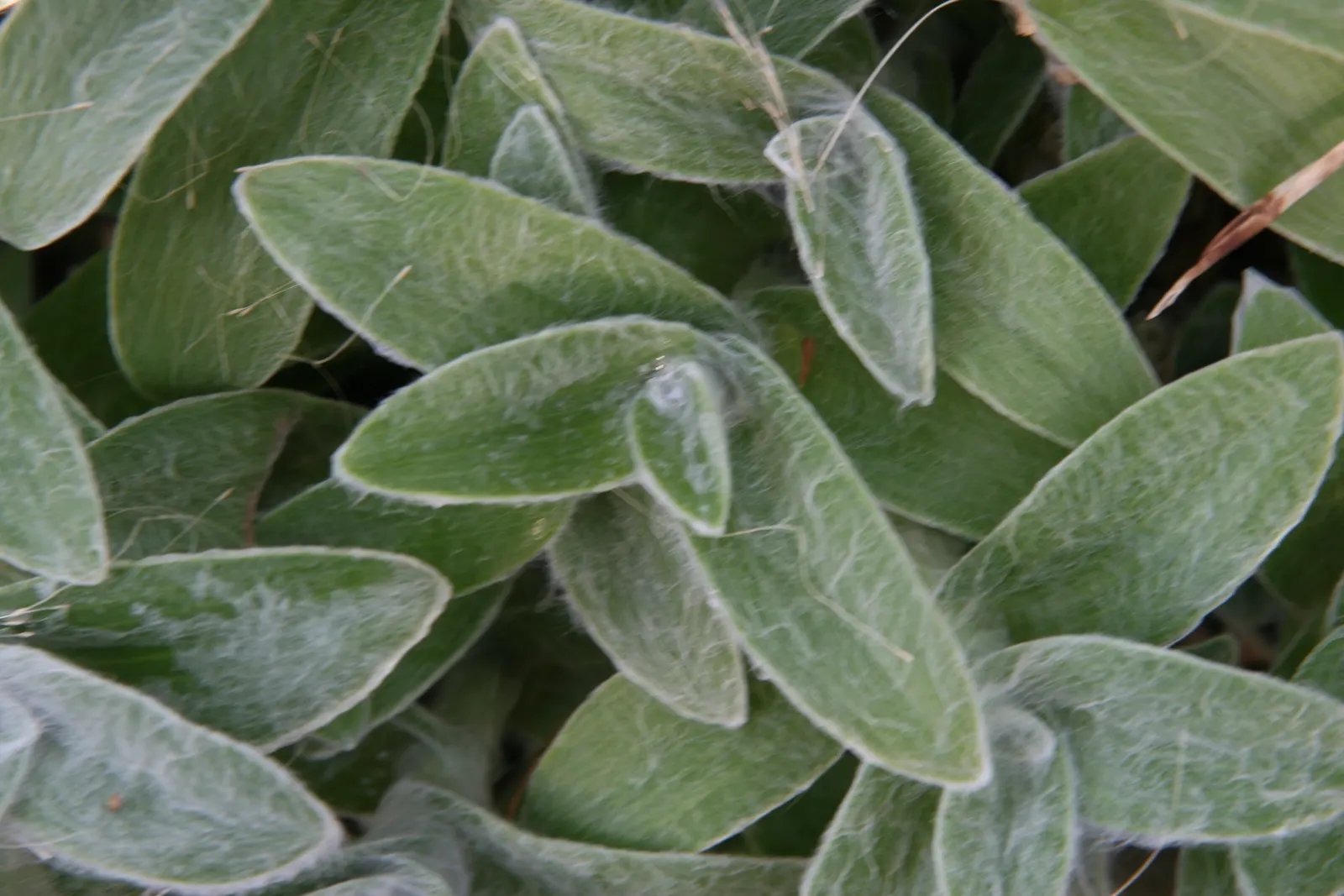 Cobweb Spiderwort (Tradescantia Sillamontana) — It also has the added benefit of being deer-resistant; consider placing the Cobweb Spiderwort where its unique