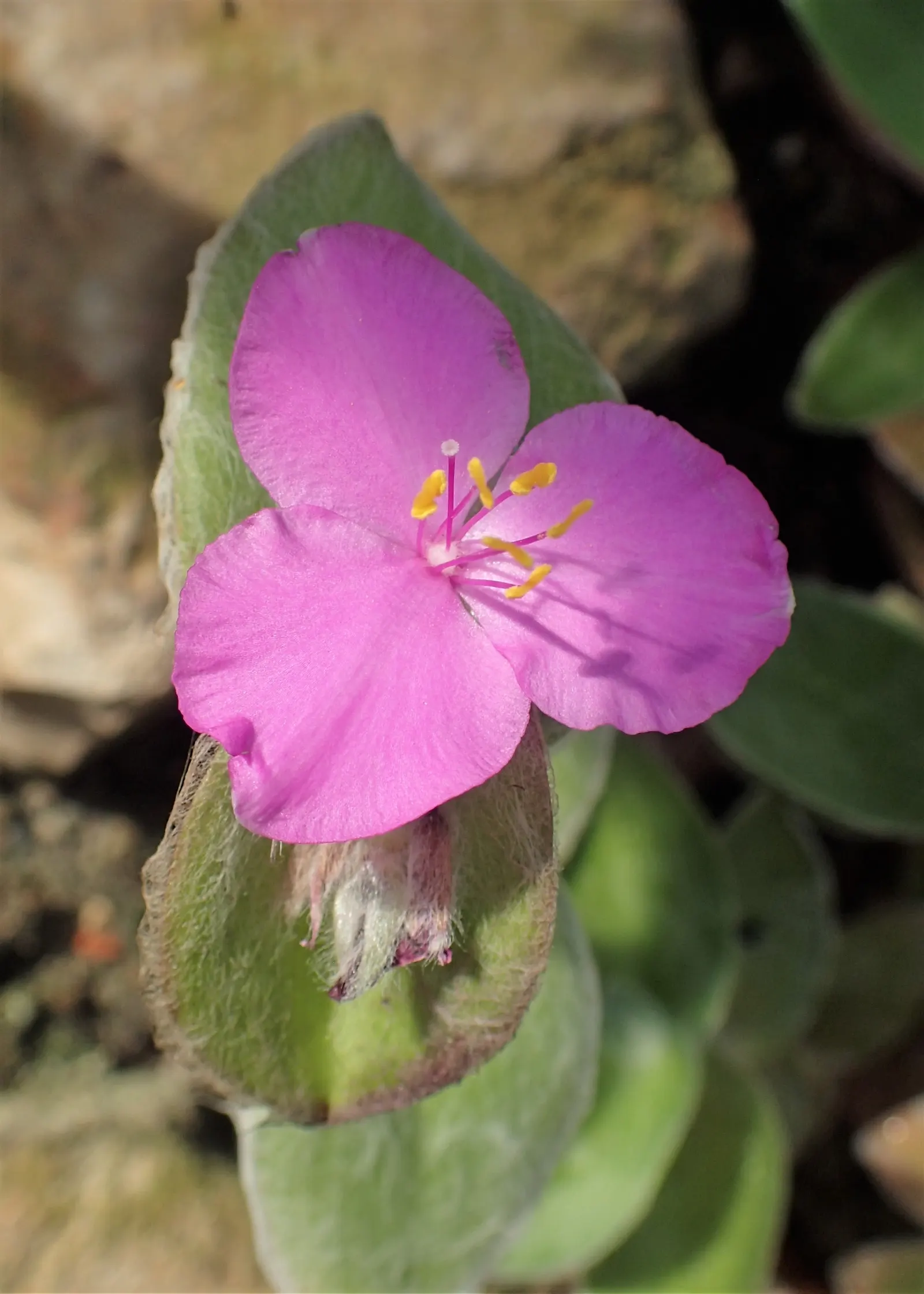 Cobweb Spiderwort (Tradescantia Sillamontana) — rendering it all the more suitable for varied landscapes
