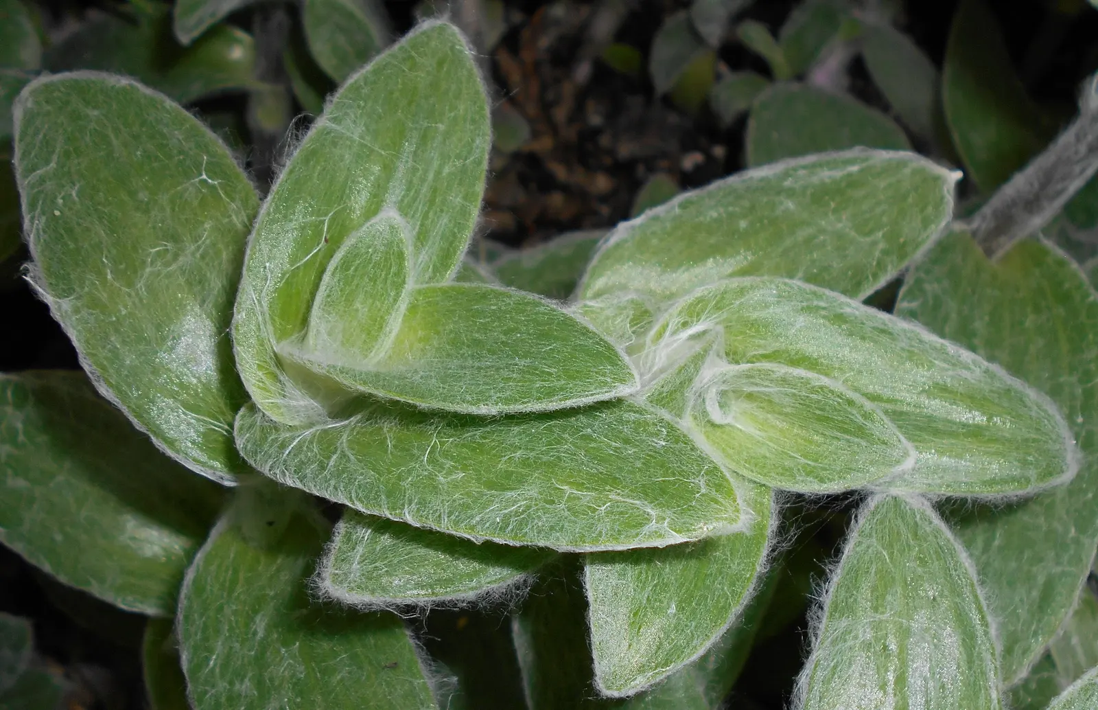 Cobweb Spiderwort (Tradescantia Sillamontana) — Tradescantia sillamontana requires well-drained soil and thrives best in full sun to partial shade; ground