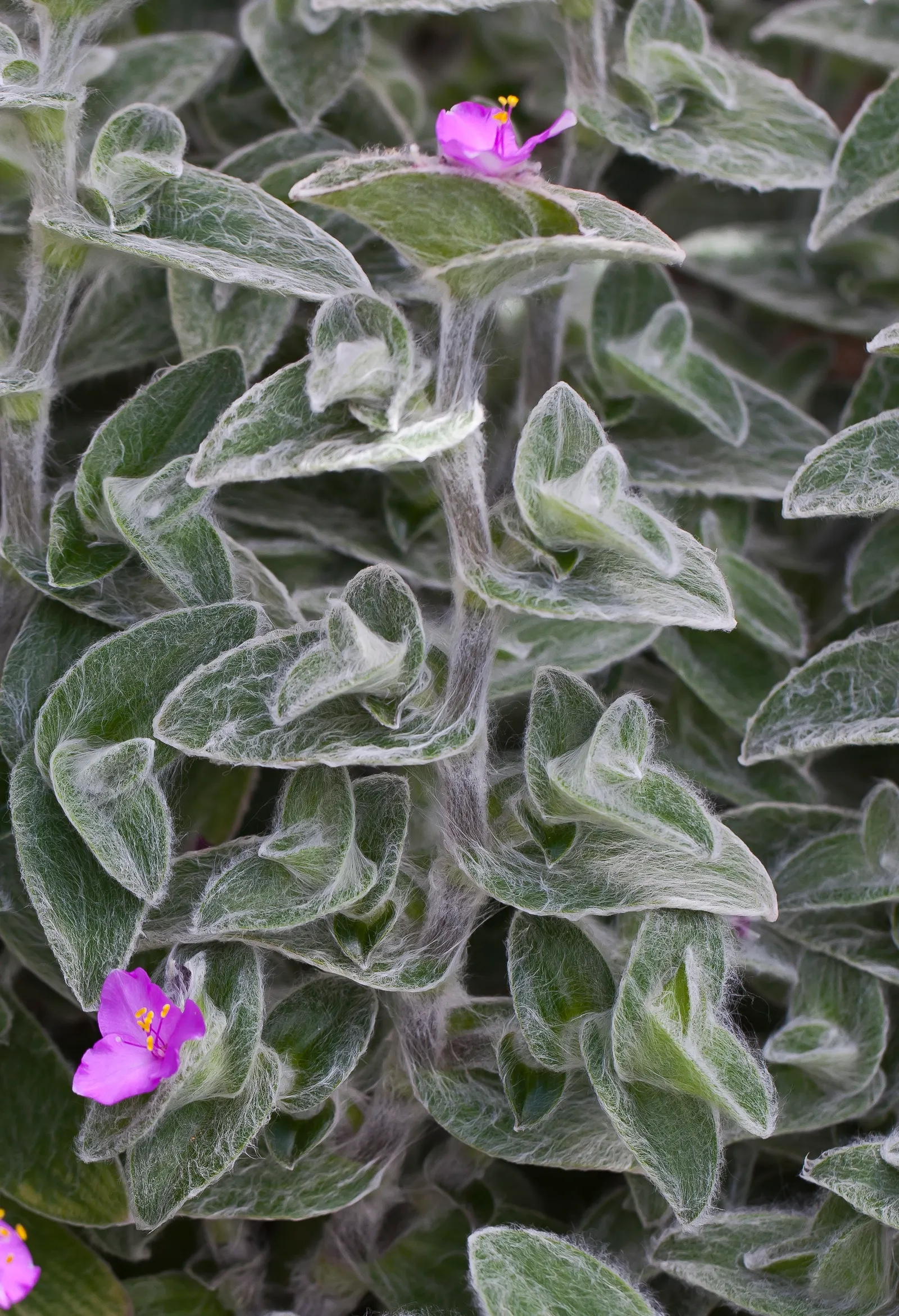 Cobweb Spiderwort (Tradescantia Sillamontana) — three-petaled flowers that range from vivid magenta to purple