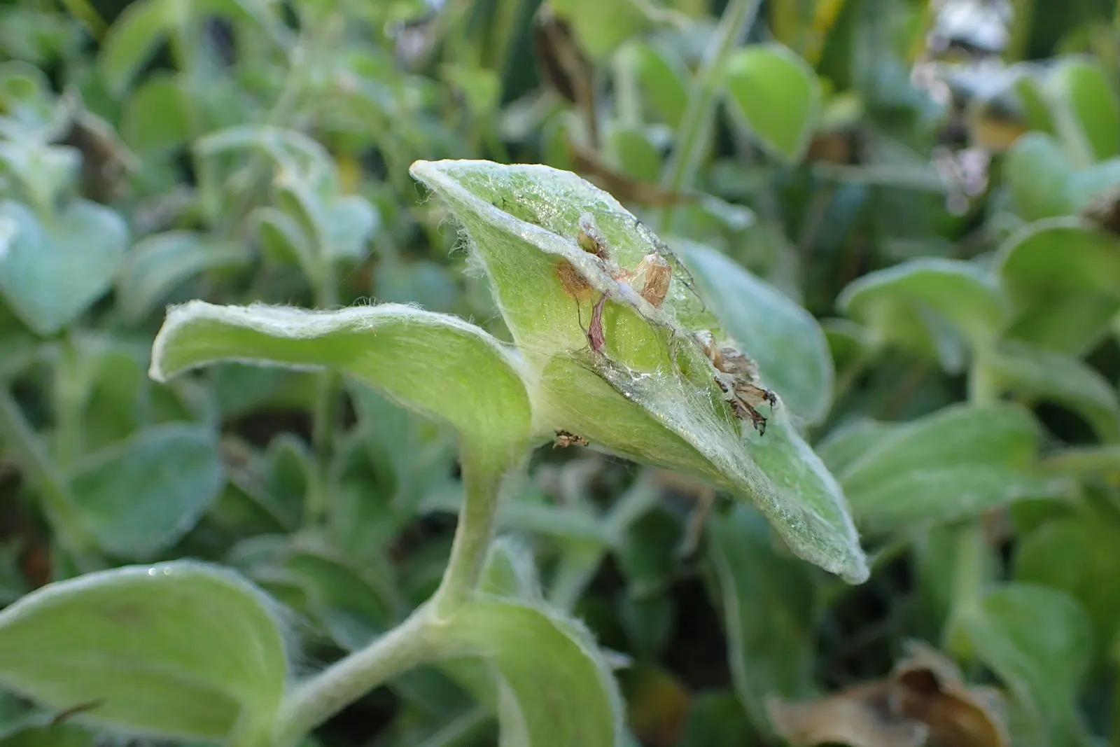 Cobweb Spiderwort (Tradescantia Sillamontana) — ground cover / perennial / succulent for full or half