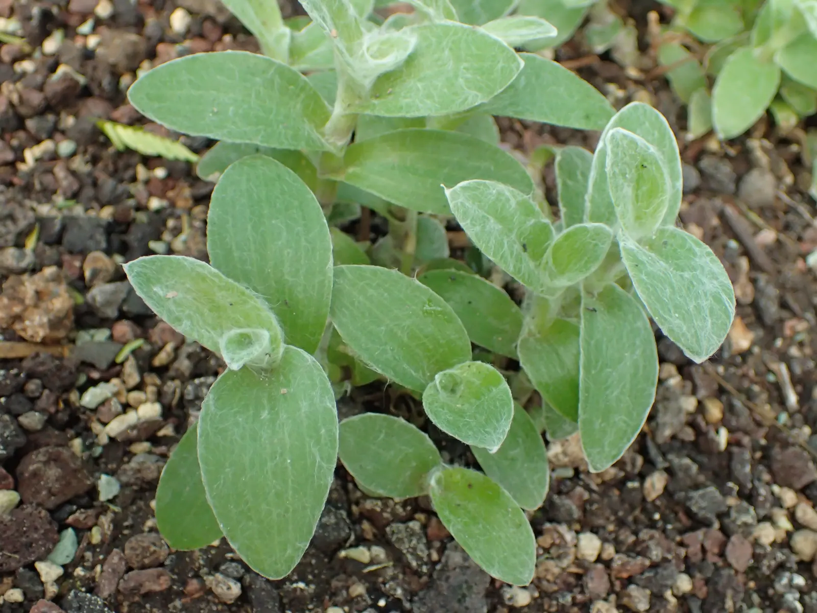 Cobweb Spiderwort (Tradescantia Sillamontana) — the Cobweb Spiderwort reaches an average height of 12 to 18 inches; <br><br>When preparing the landscape design