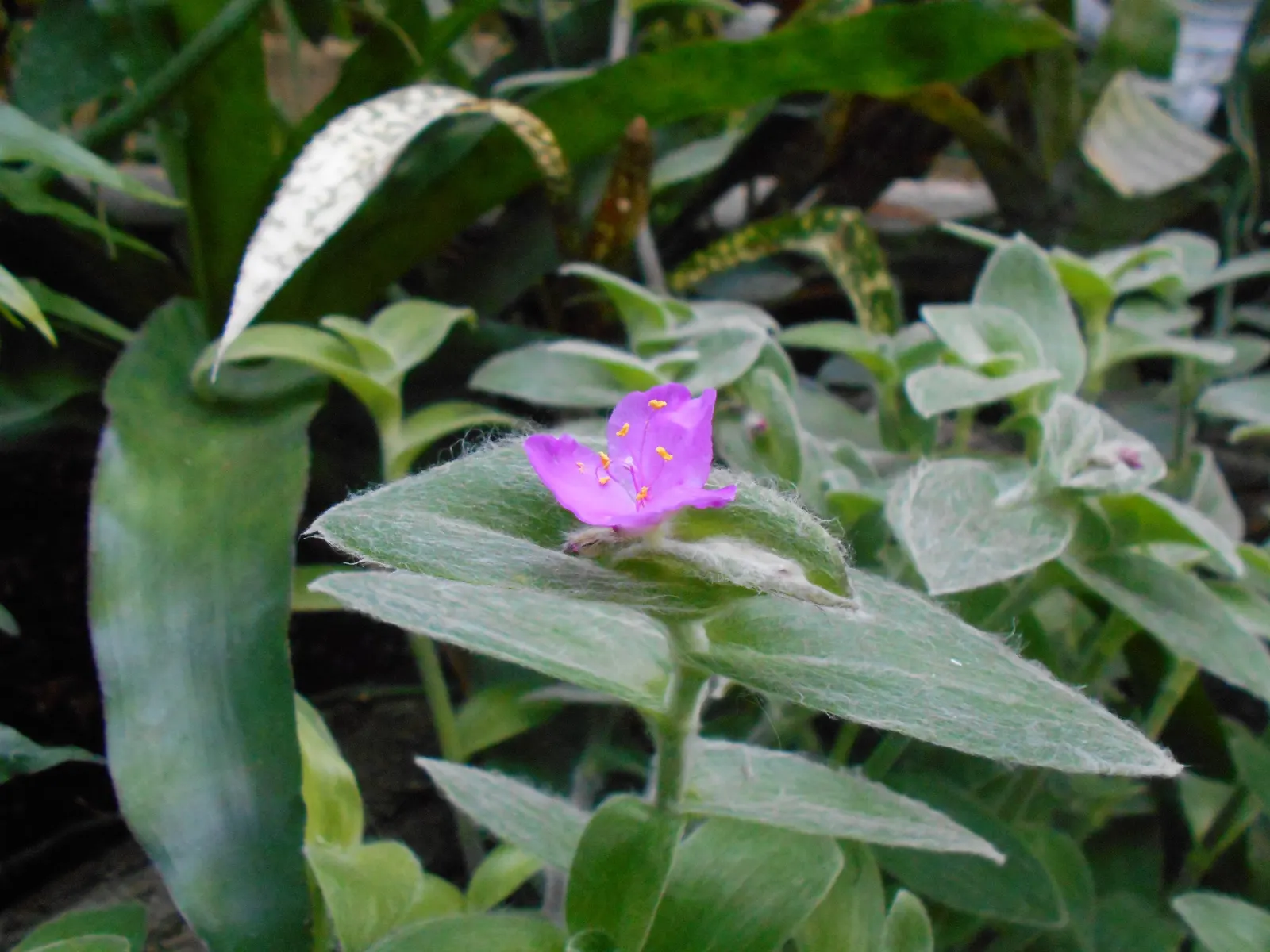 Cobweb Spiderwort (Tradescantia Sillamontana) — particularly in USDA zones 7 through 10.<br><br>Characterized by its fleshy; three-petaled flowers that range