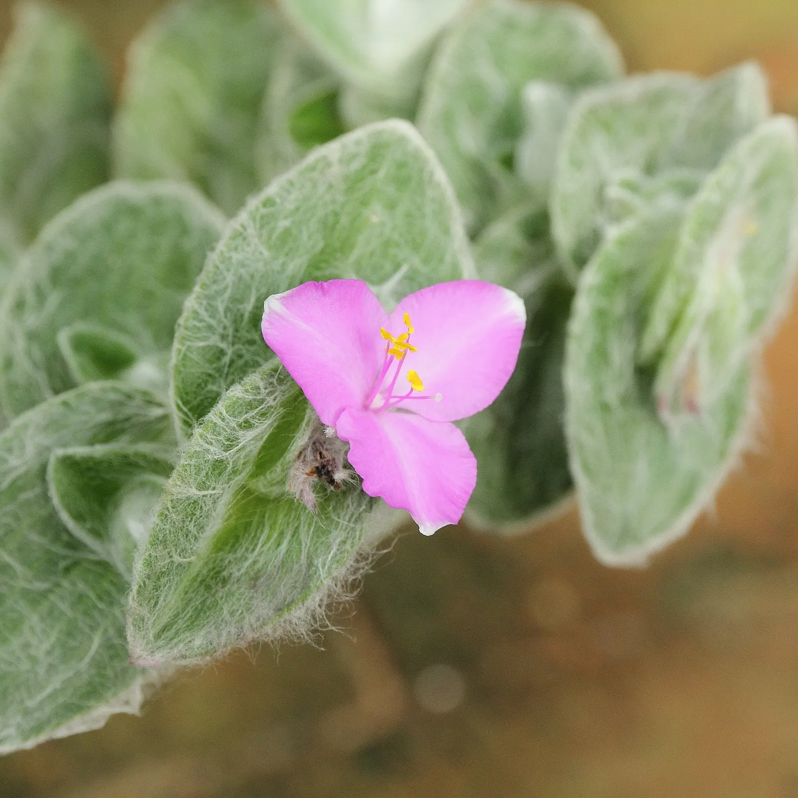 Cobweb Spiderwort (Tradescantia Sillamontana) — and make sure to inform them of its low maintenance needs and adaptation to less water-reliant, image 45