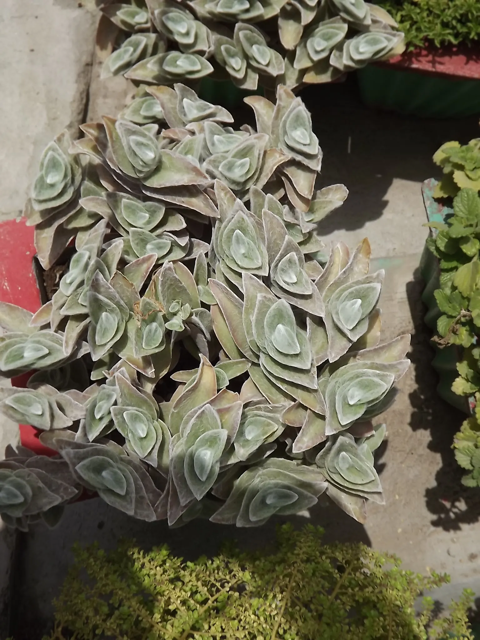 Cobweb Spiderwort (Tradescantia Sillamontana) — Ideal for xeriscaping and suitable for containers, it adds a textured, silvery accent to the landscape; is a