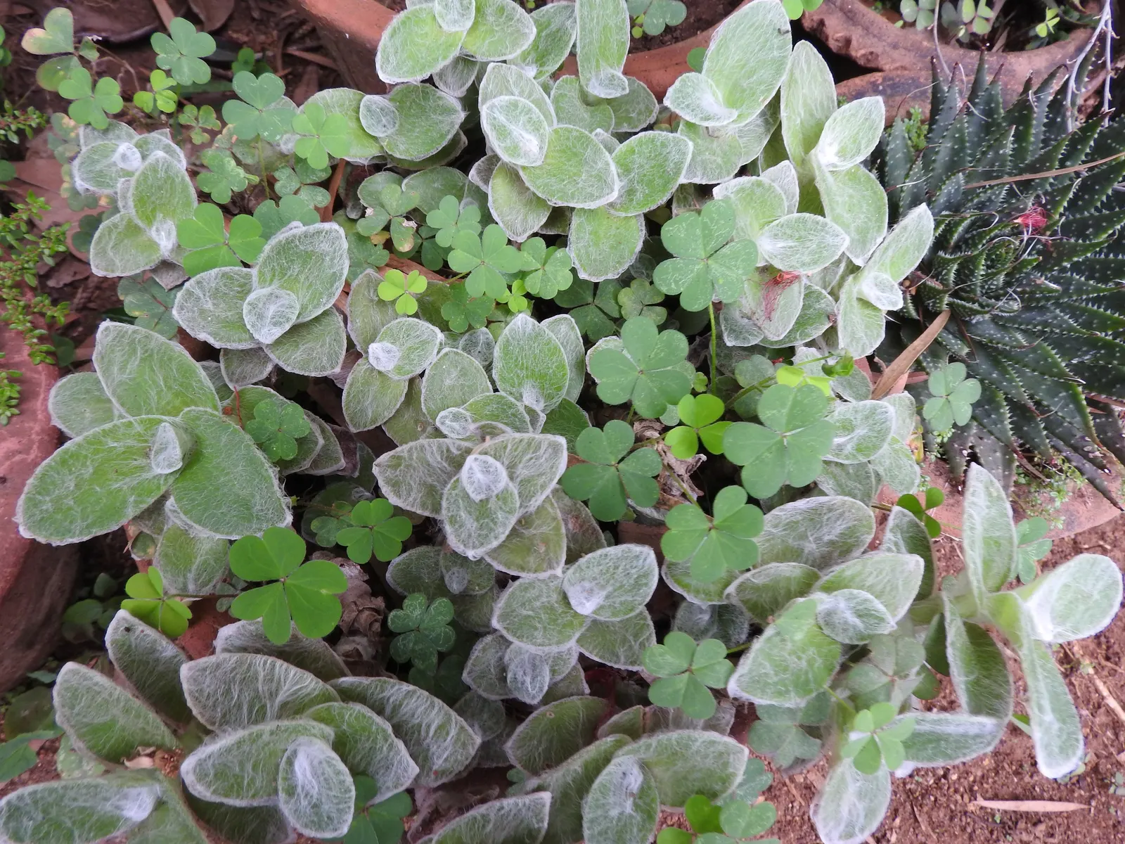 Cobweb Spiderwort (Tradescantia Sillamontana) — It features distinctive, fleshy leaves blanketed in silvery hairs, giving a cobwebbed appearance