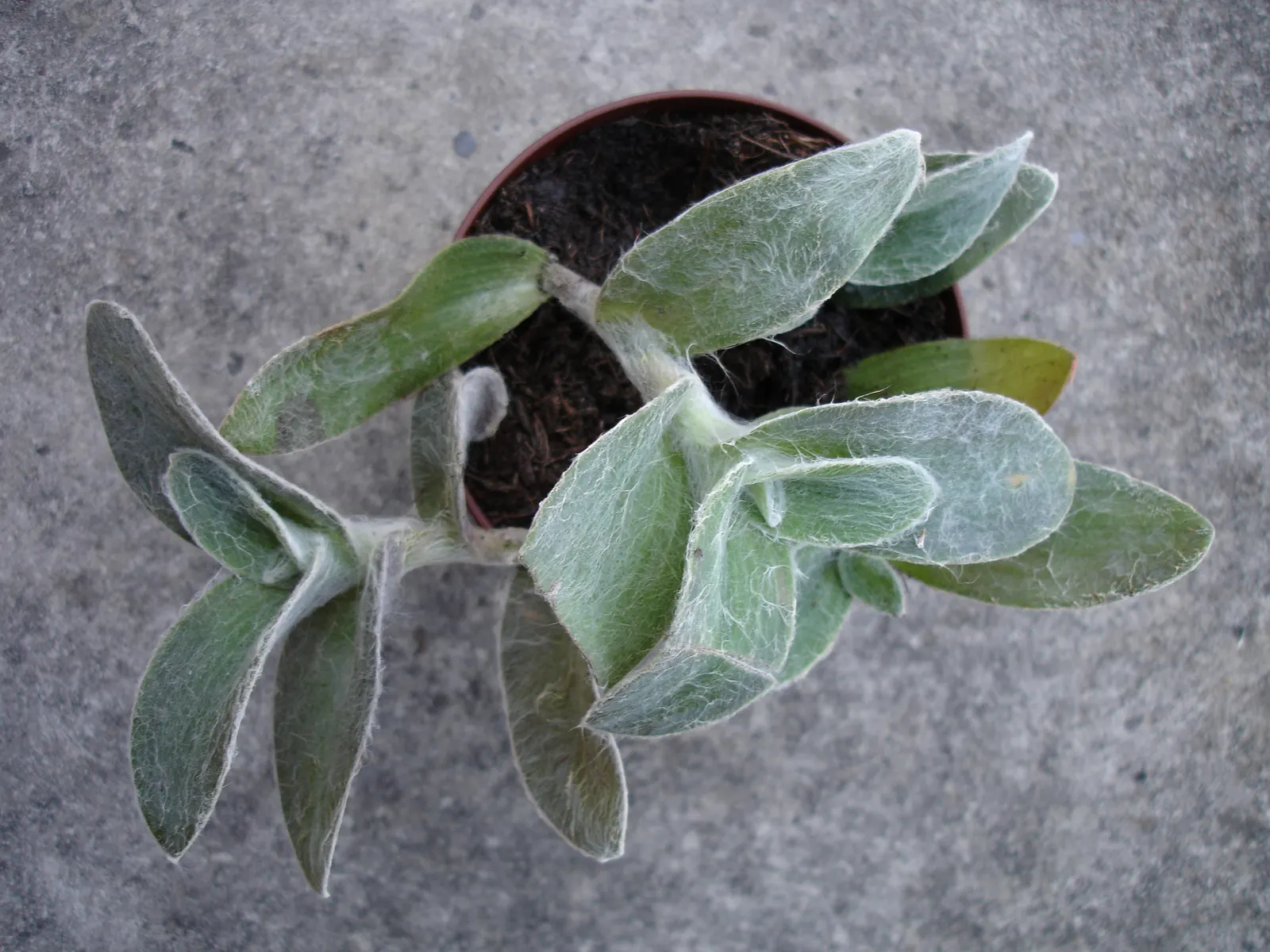Cobweb Spiderwort (Tradescantia Sillamontana) — scientifically known as Tradescantia sillamontana