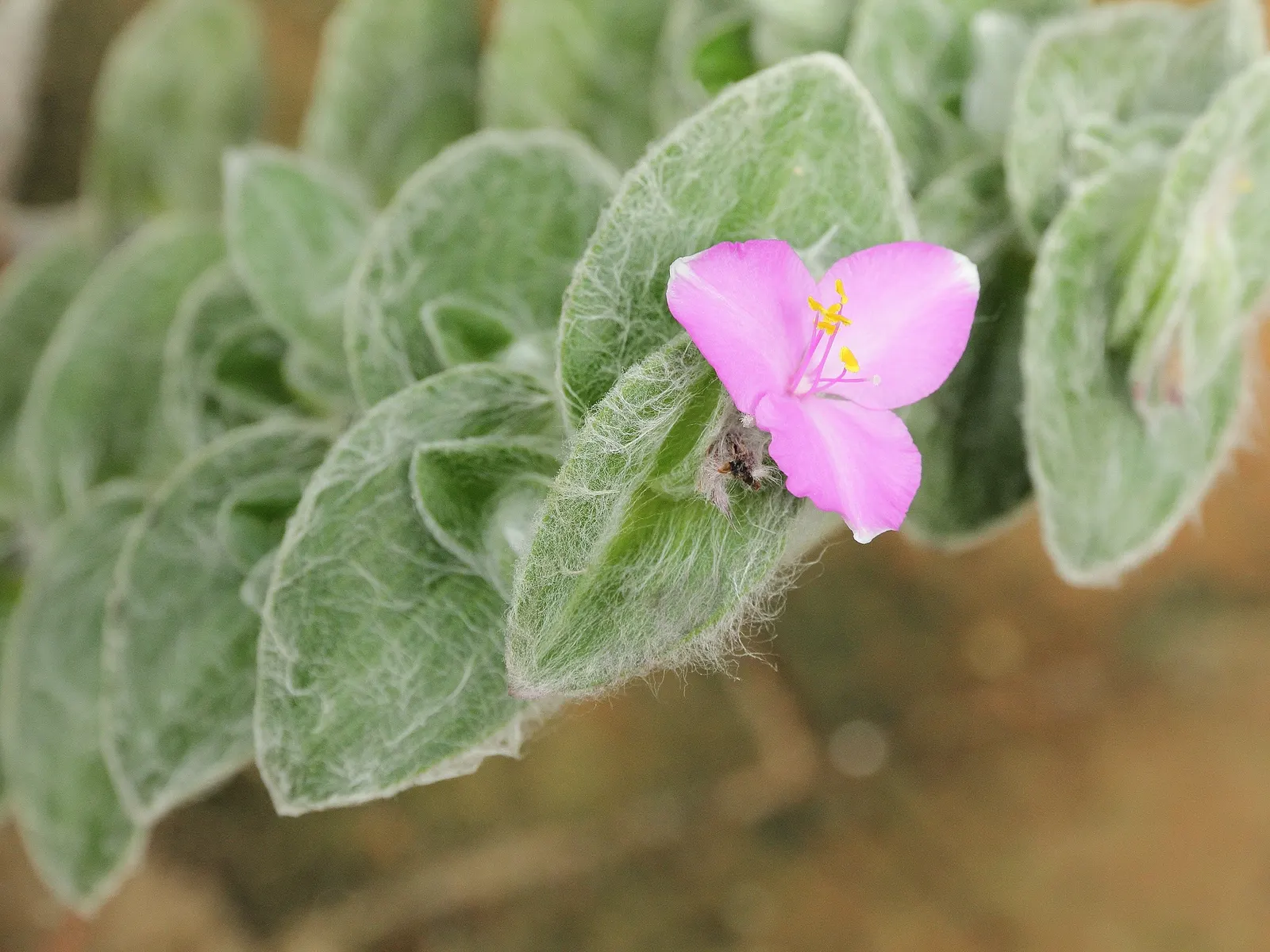 Cobweb Spiderwort (Tradescantia Sillamontana) — creating an attractive contrast with its fuzzy foliage; a regular watering schedule during the first growing